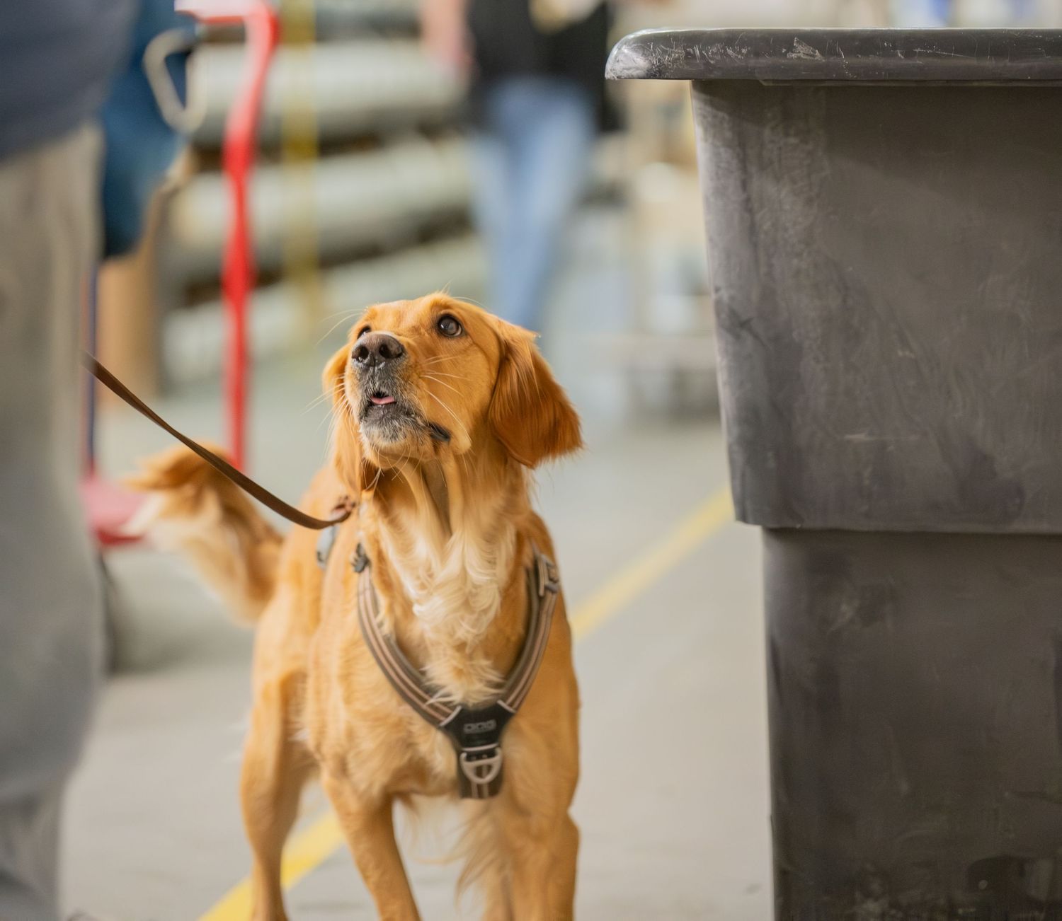 Golden retriever in a harness on a red leash sniffing a gray bin indoors.