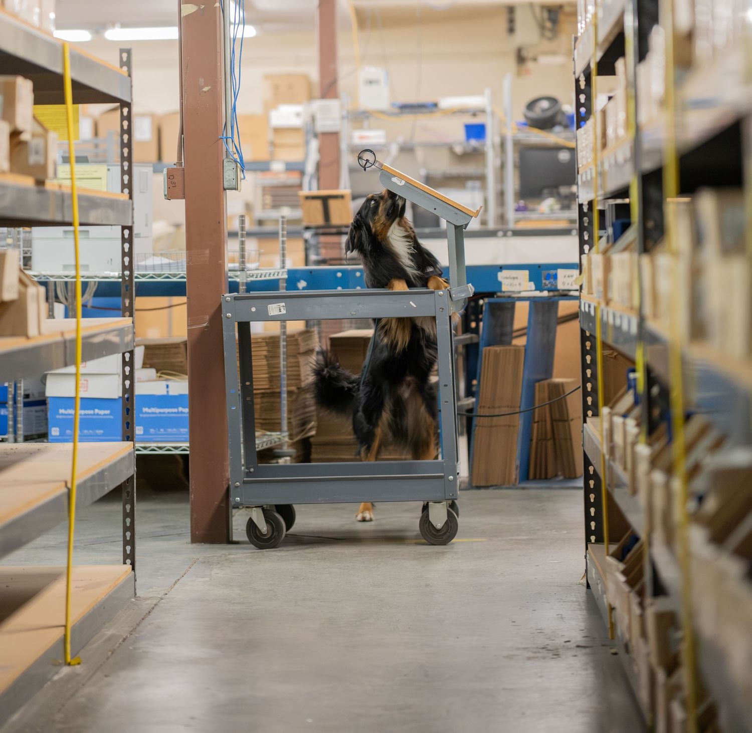 A dog rides on a metal utility cart in a warehouse aisle surrounded by shelves stocked with boxes.