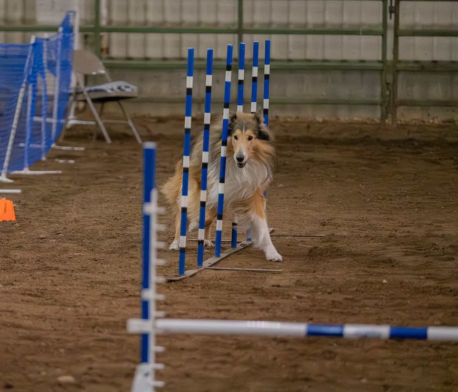 A Rough Collie dog navigating weave poles in an indoor agility competition on a dirt floor.