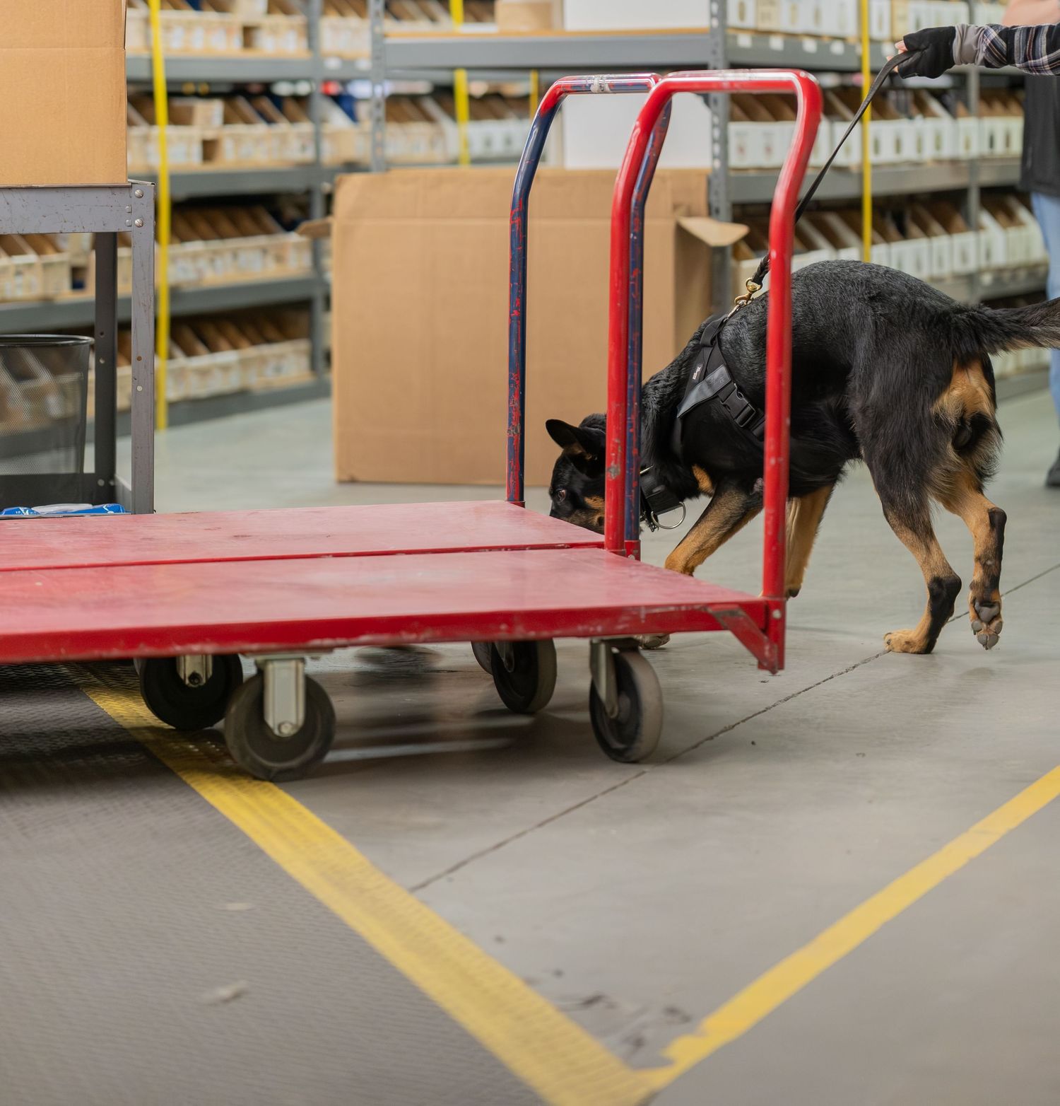 A German Shepherd dog in a harness sniffs around a red warehouse cart on a concrete floor.