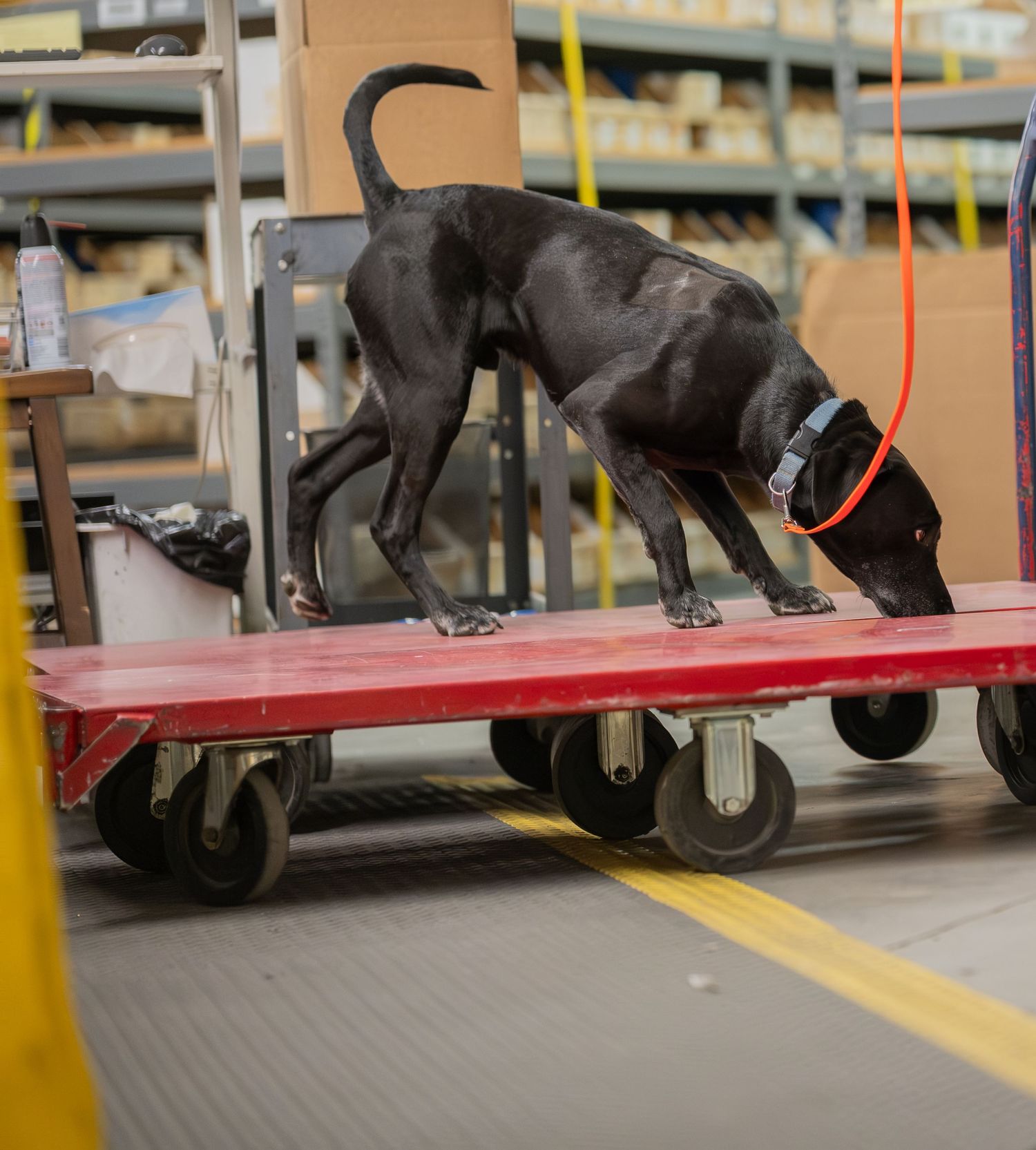 Black dog sniffing packages on a red warehouse cart in an industrial fulfillment center.