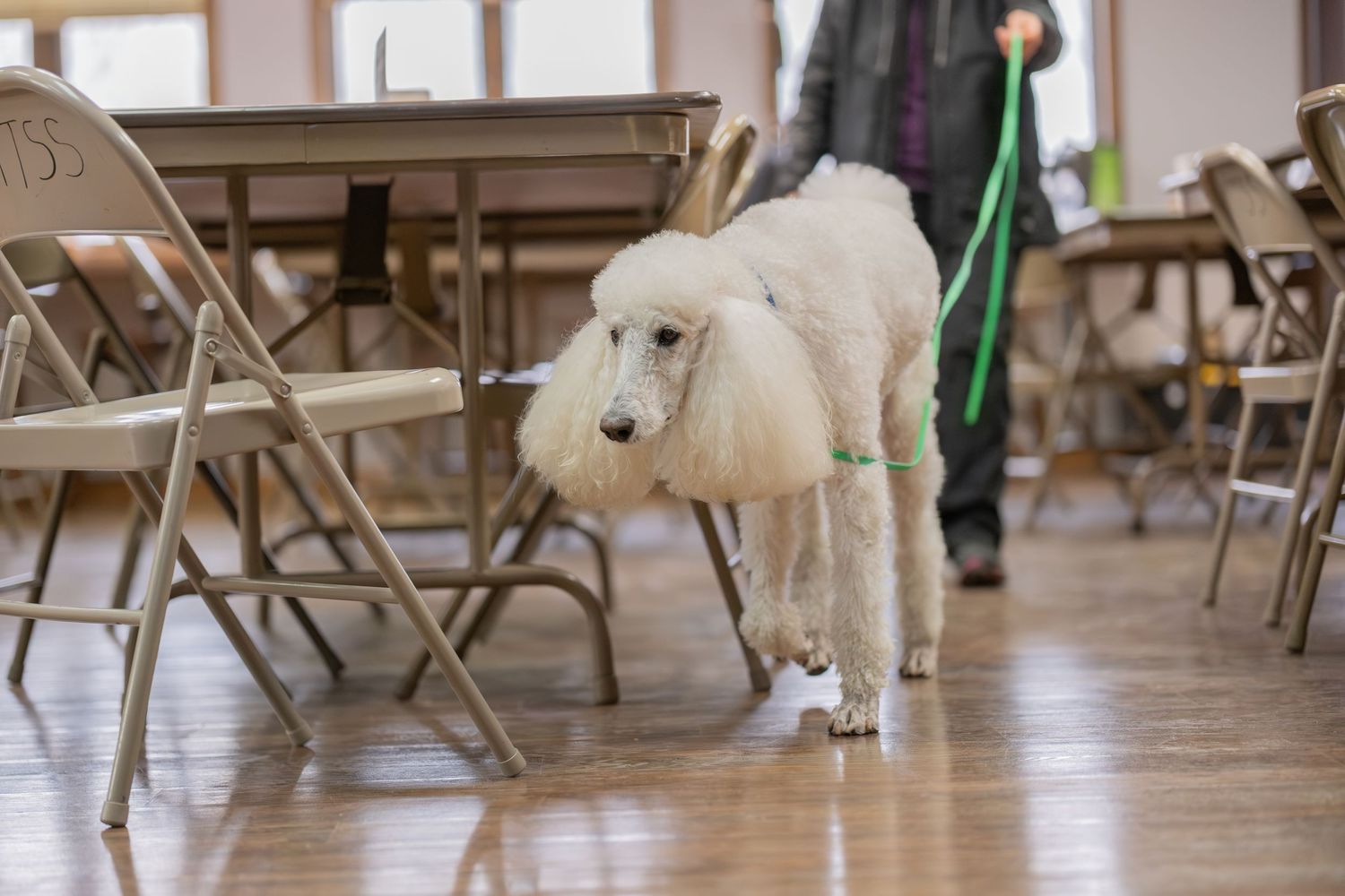 White standard poodle on green leash walking on hardwood floor in a room with folding chairs.