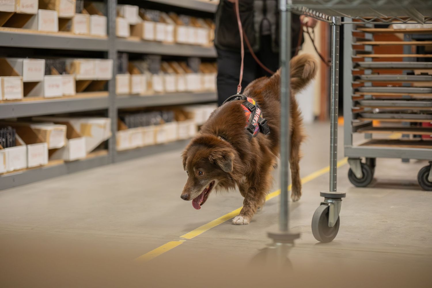 A brown dog on a leash sniffing the floor inside a warehouse with shelves and boxes in the background.