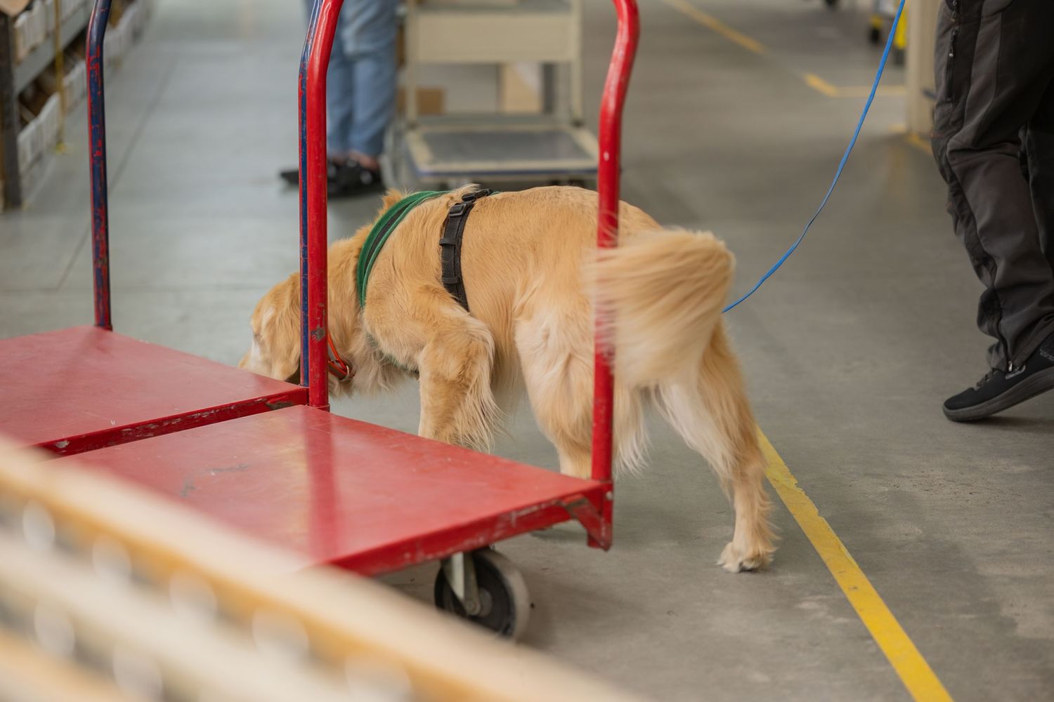 Golden retriever detection dog in green harness sniffing red luggage cart in warehouse facility.