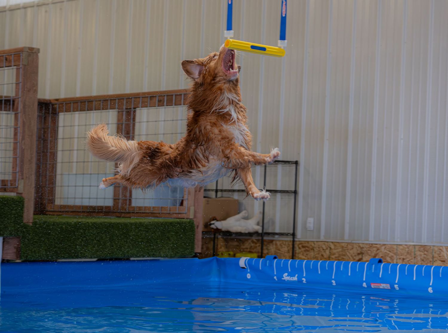 A brown dog leaps mid-air catching a yellow frisbee above a blue pool indoors.