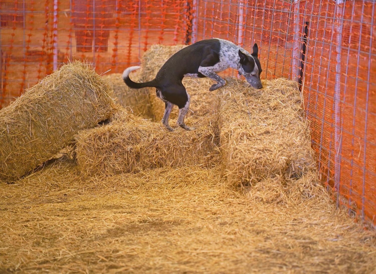 Black puppy plays and jumps energetically in a hay-filled barn enclosure with orange fencing.