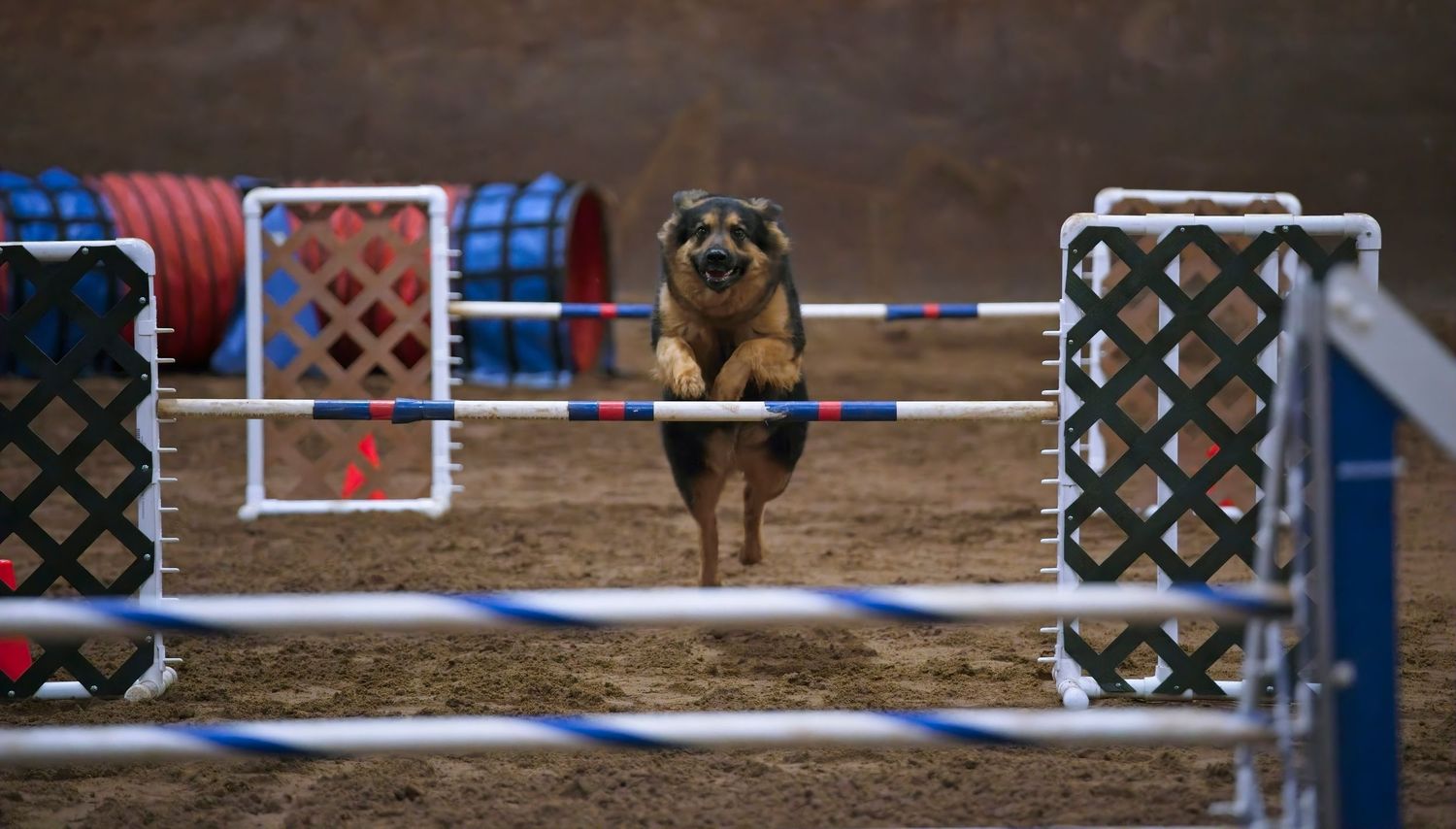 A dog jumping over hurdles during an agility competition on a dirt course.