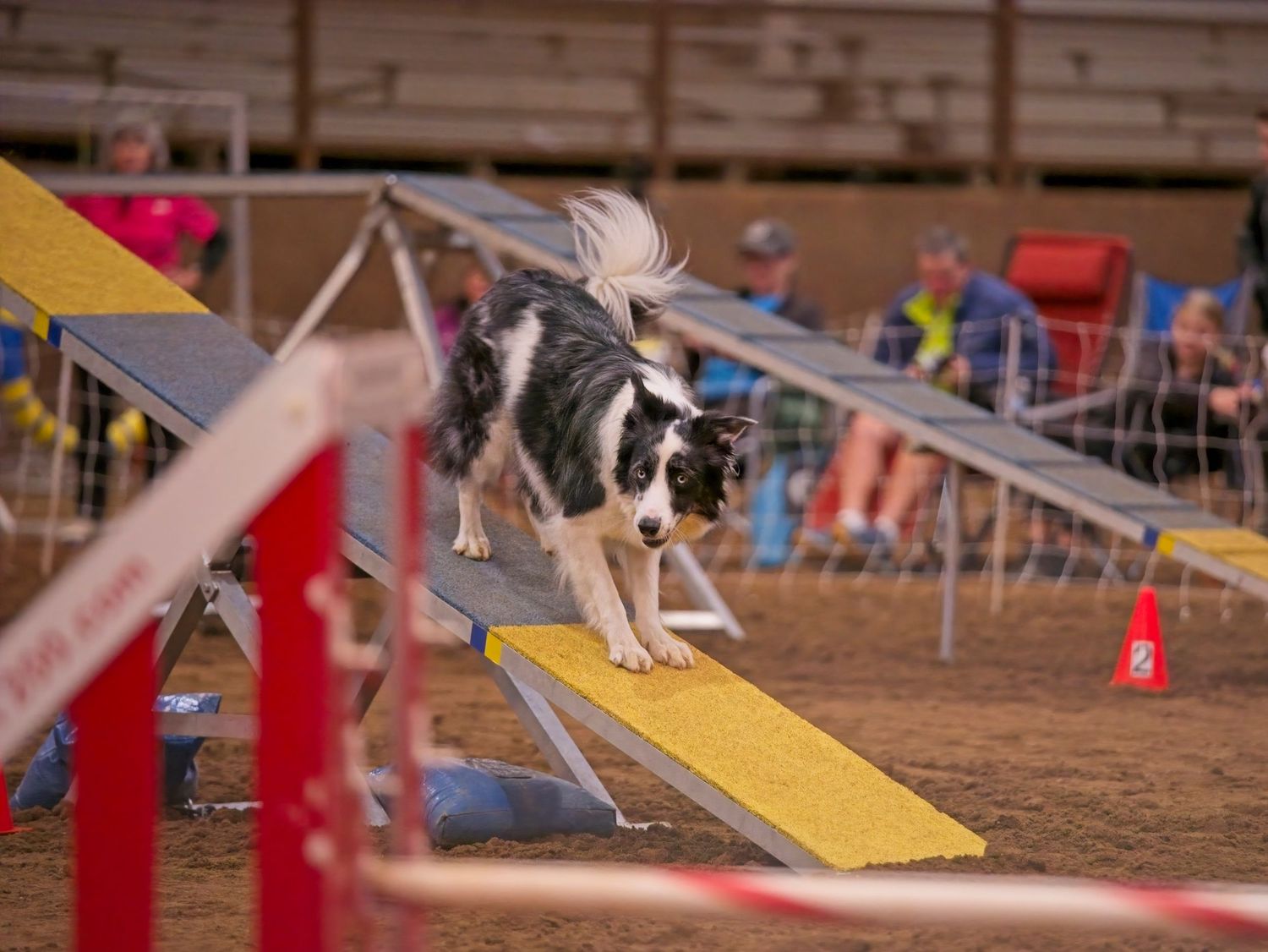 Dog running through agility course equipment with yellow ramp and red poles during competition event.
