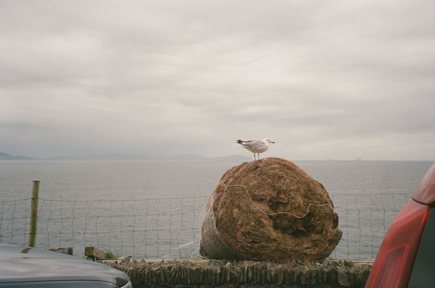 A series of coastal photos showing seagulls, rocky shorelines, and overcast skies with various seaside views and rock formations.