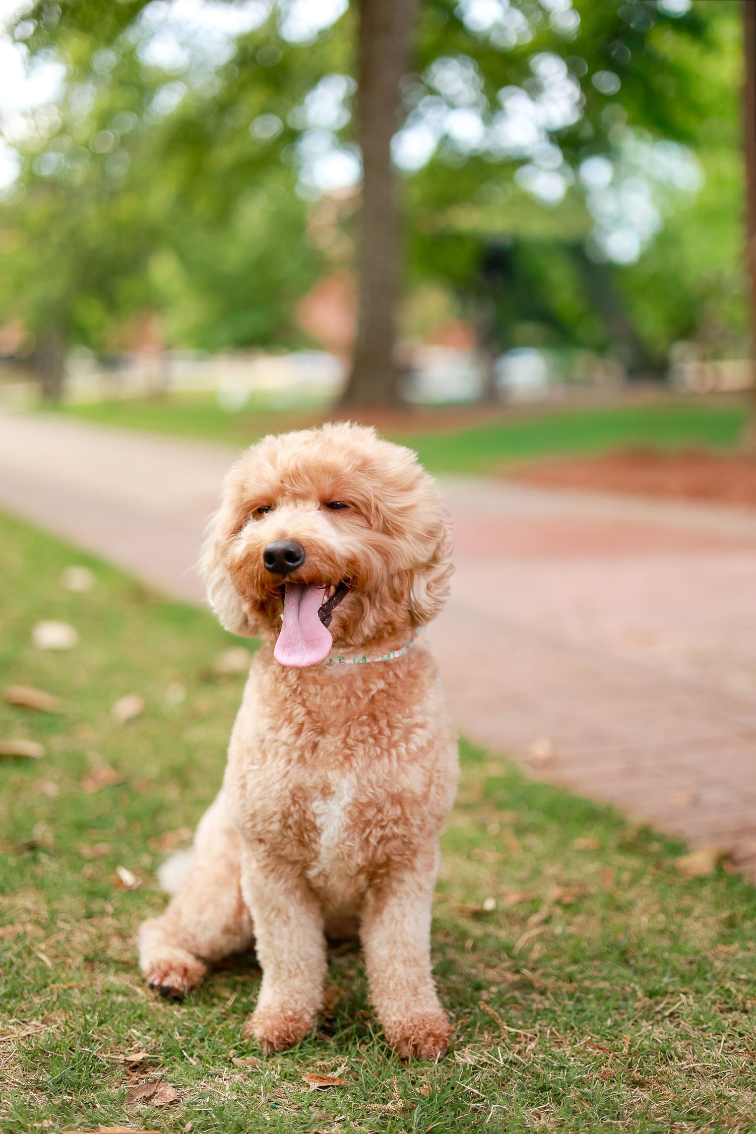 A fluffy golden Labradoodle sits on green grass in a park, tongue out and panting happily.