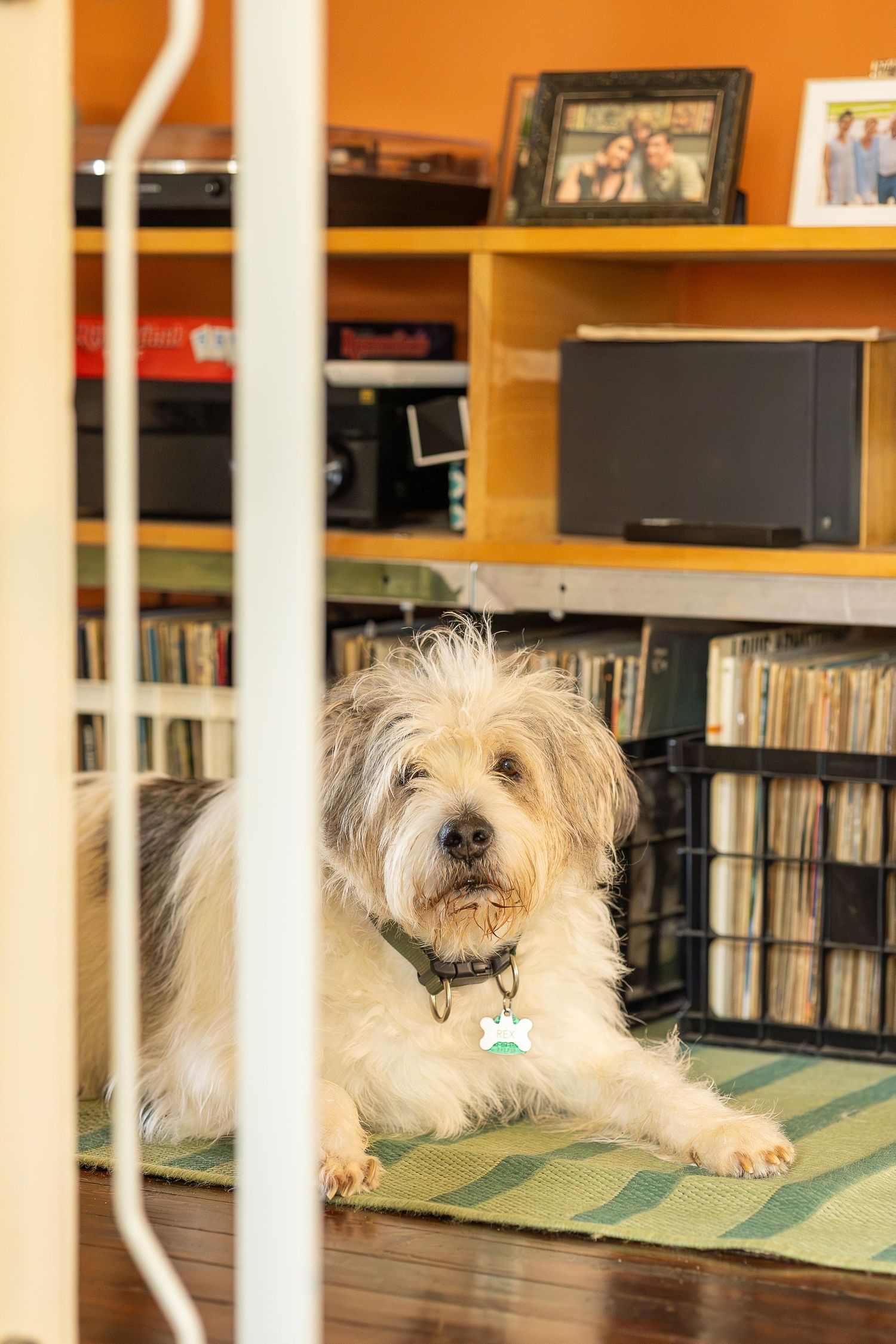 Scruffy white terrier mix dog lying on green rug in front of wooden shelves filled with books and electronics.