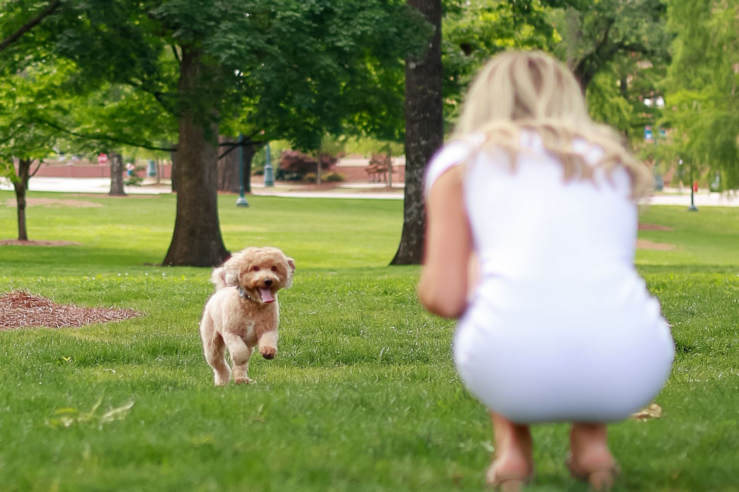 Blonde woman in white dress crouching as a fluffy golden puppy runs toward her in a lush green park.