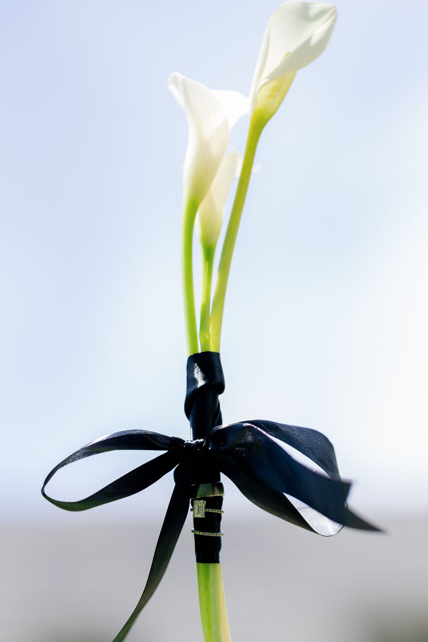 Two white calla lilies tied together with a black ribbon bow against a soft blue background.