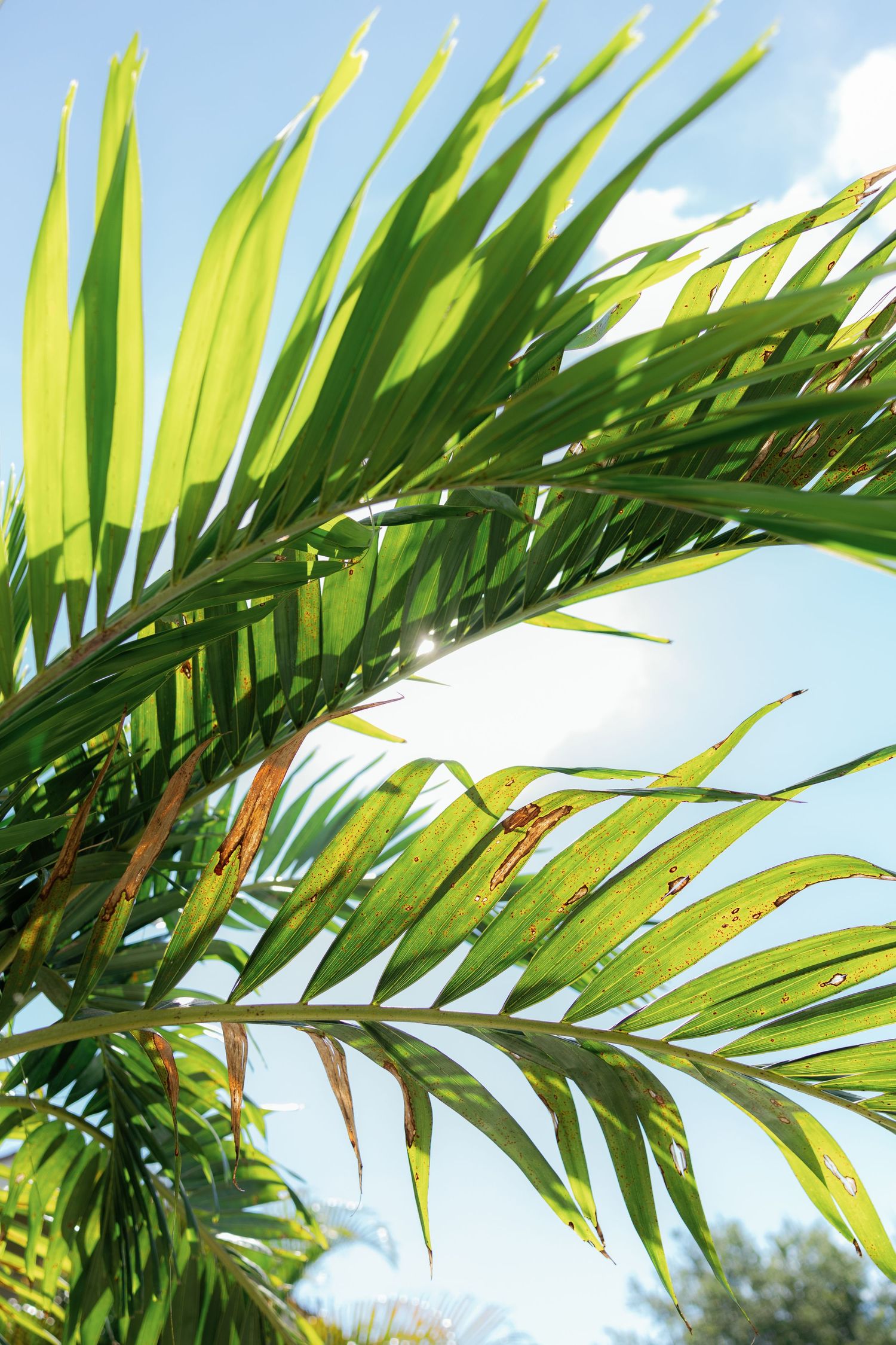 Sunlight filters through lush green tropical palm fronds against a bright blue sky.