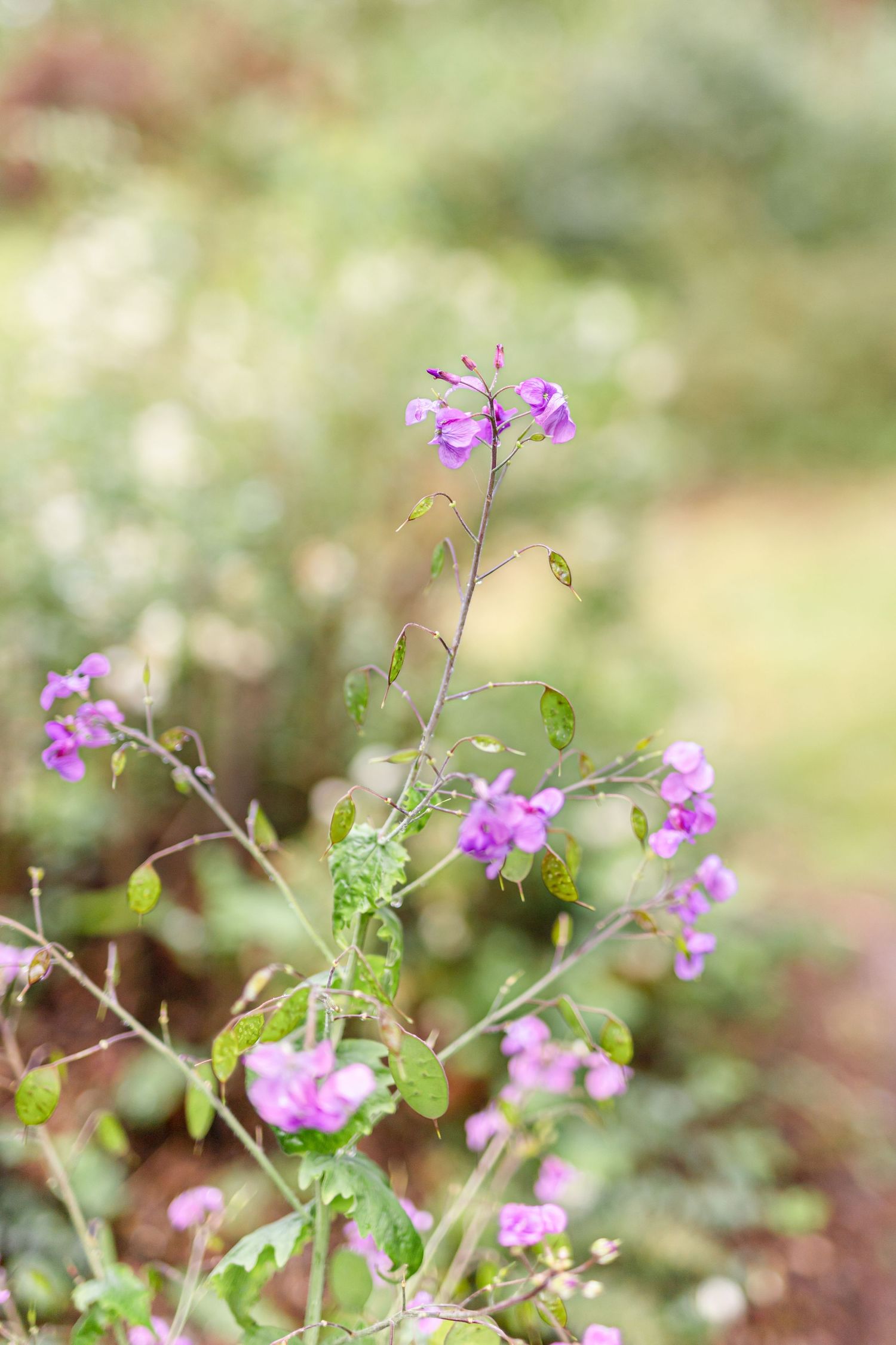 Small purple wildflowers blooming among green foliage in a garden setting.