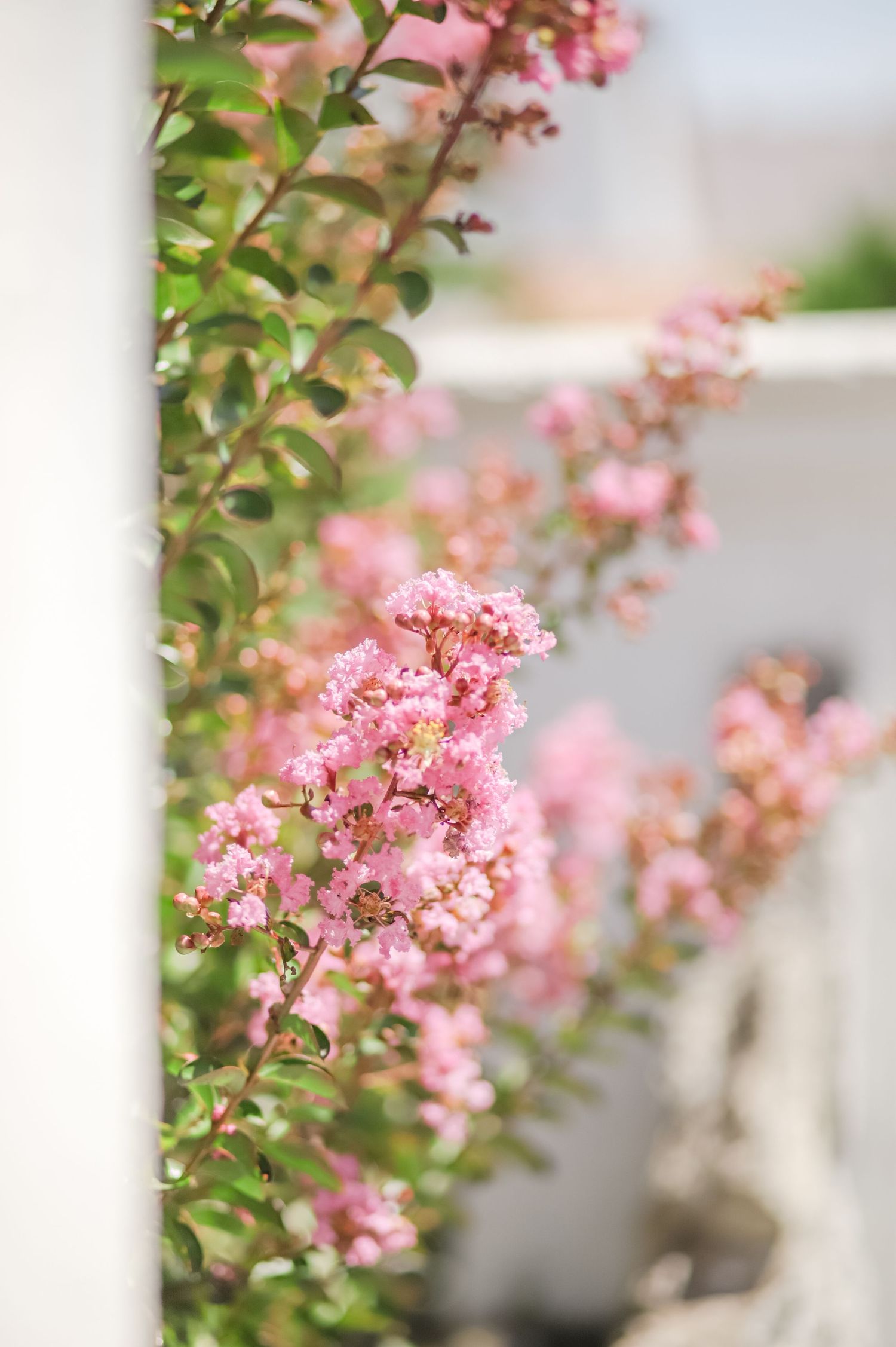 Pink crepe myrtle blossoms blooming in soft focus against a light background.