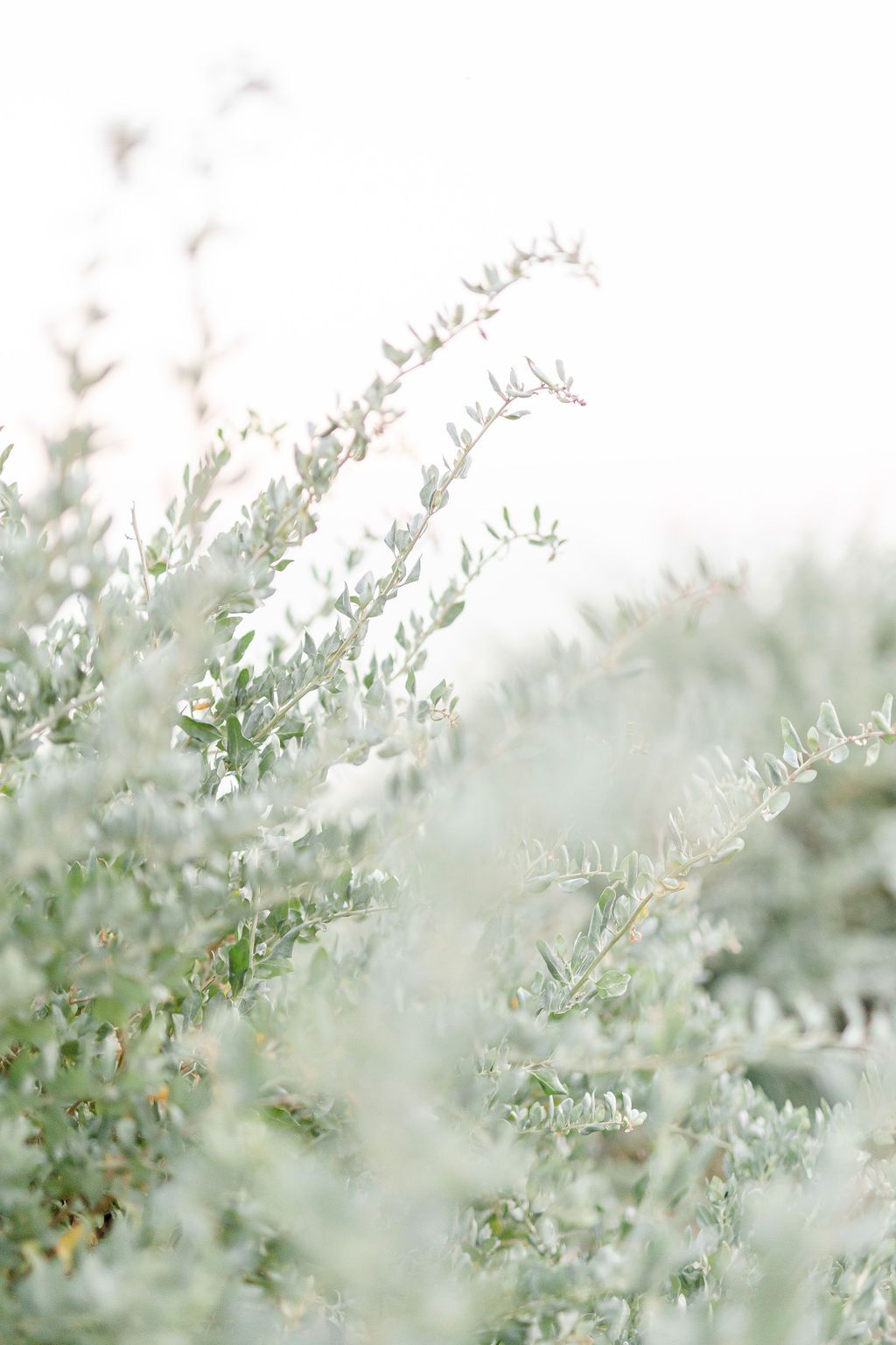 Delicate silvery-green foliage branches against a soft white background.