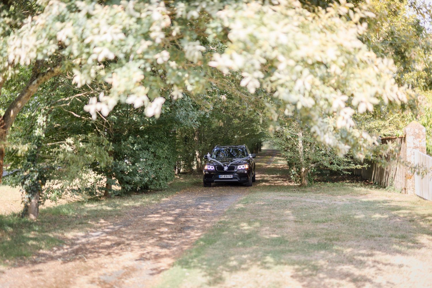 Tree-lined pathway in a garden setting with natural sunlight filtering through.