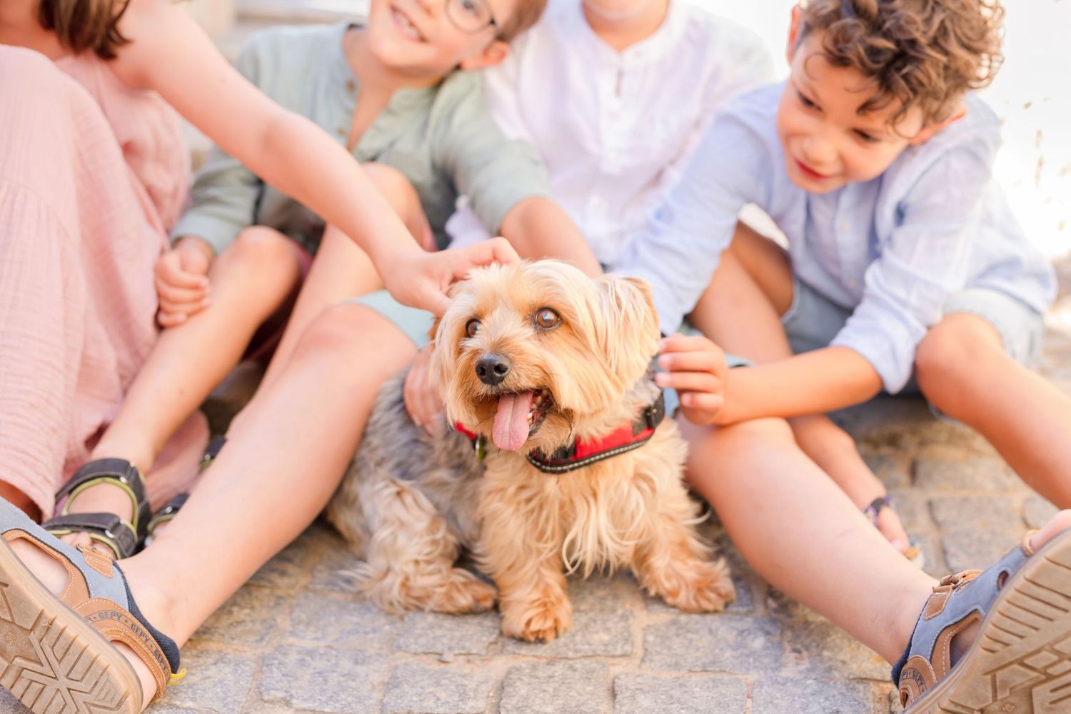 A family plays with their small dog on a sunny afternoon by a stone wall.