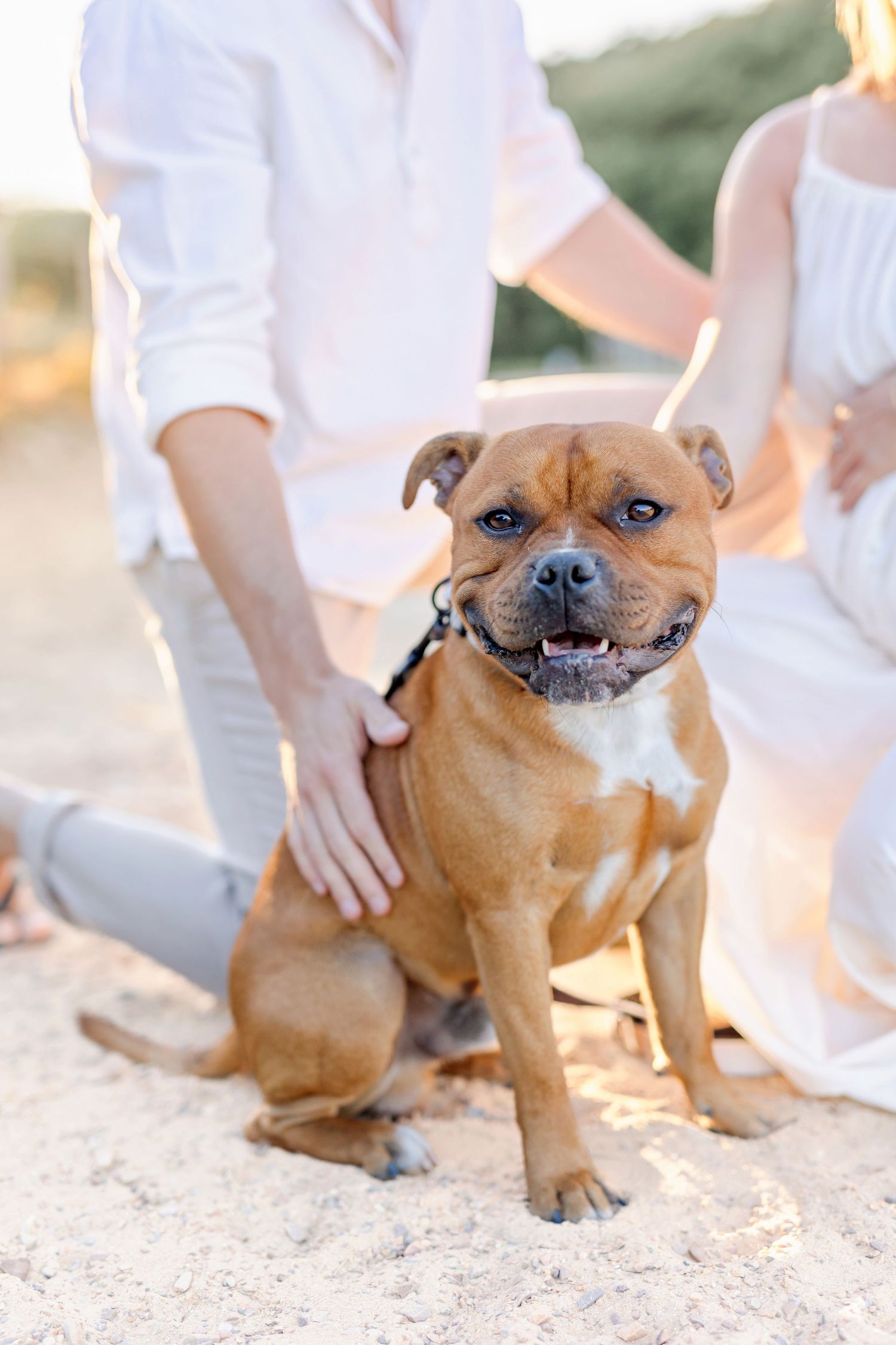 Brown bulldog puppy poses for camera on sandy beach at sunset.