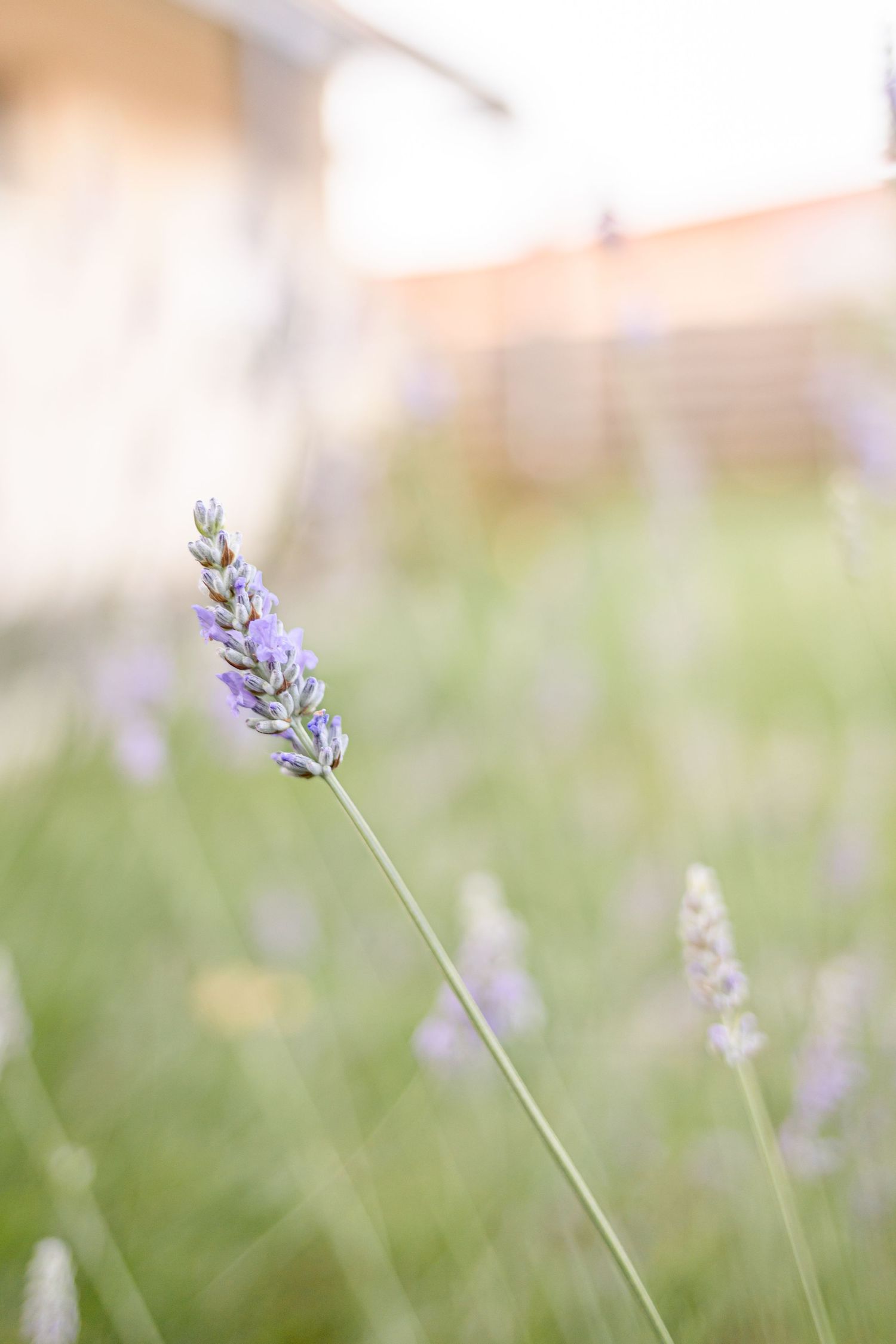 Single lavender flower stem in soft focus with blurred background.