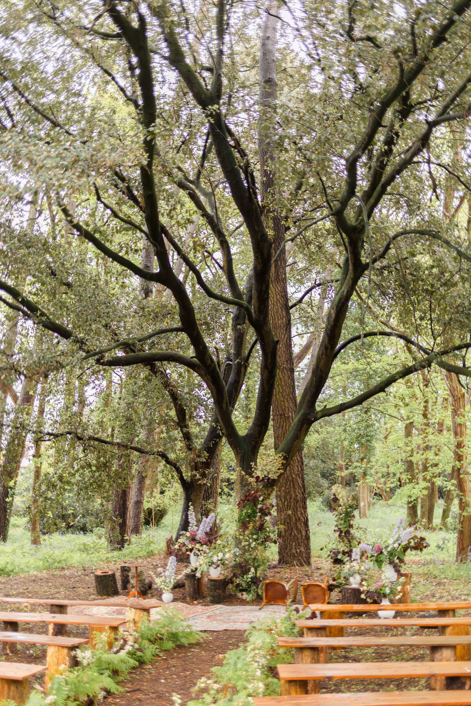 Wooden benches arranged in rows under tall trees in an outdoor forest setting.