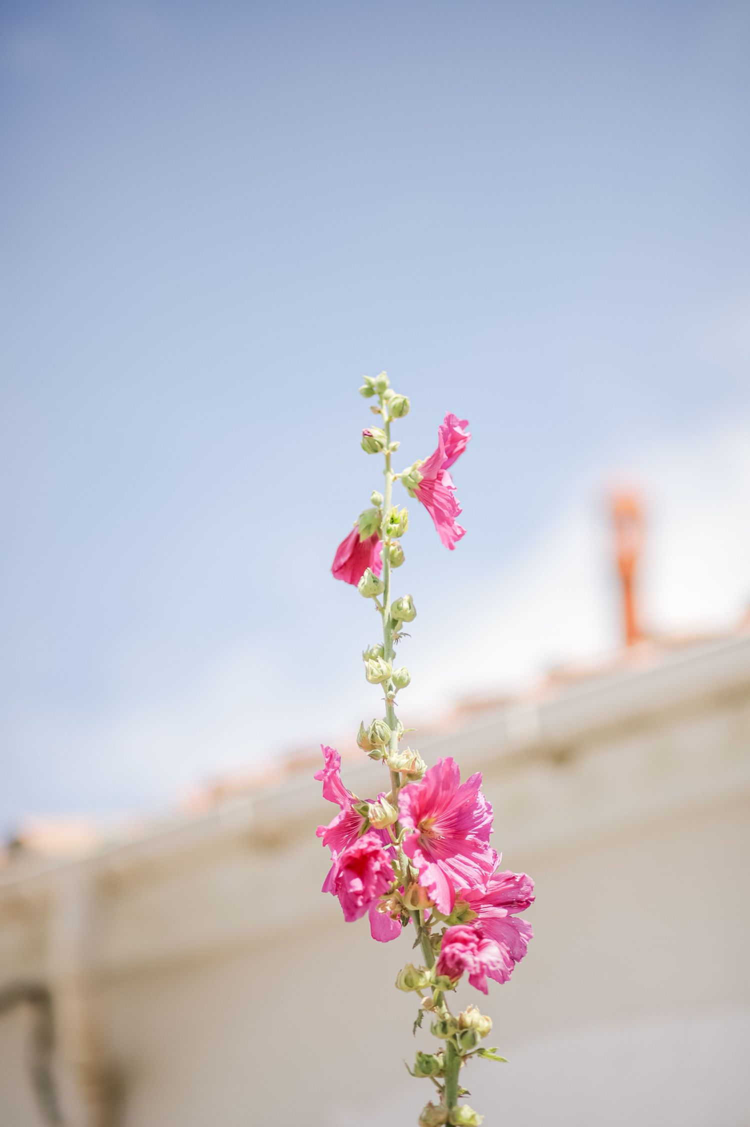 Bright pink hollyhock flowers reaching toward a blue summer sky.