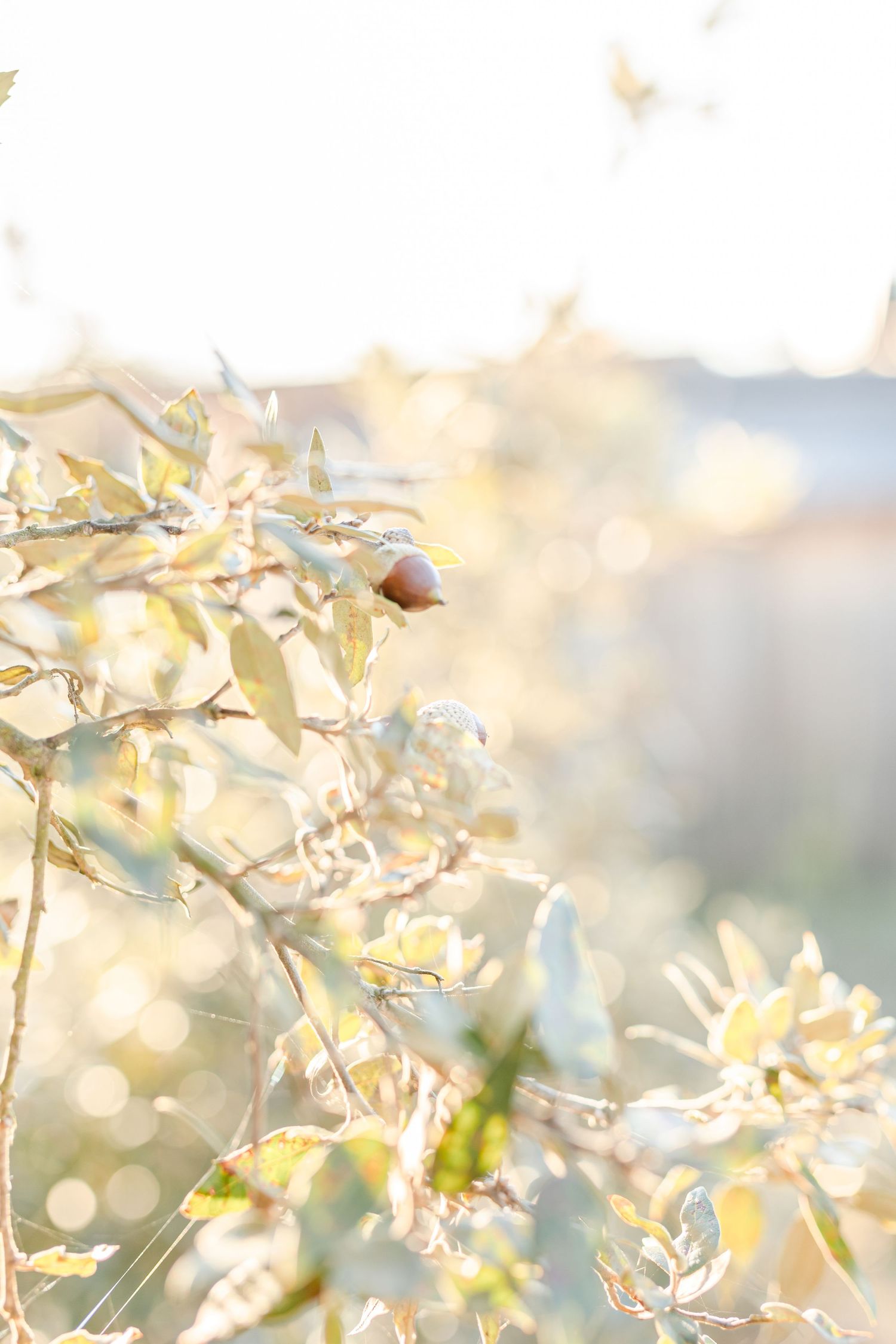 Delicate olive branches with soft bokeh light effect in dreamy natural setting.