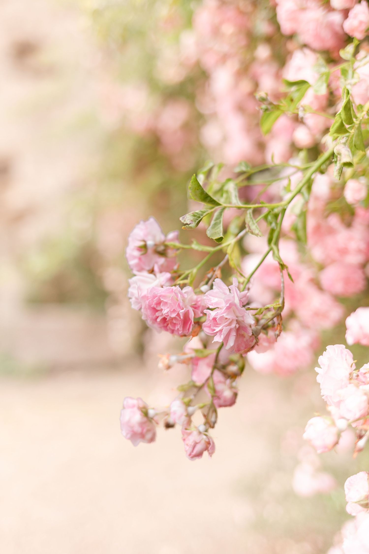 Delicate pink cherry blossoms hanging from branches with soft focus background.