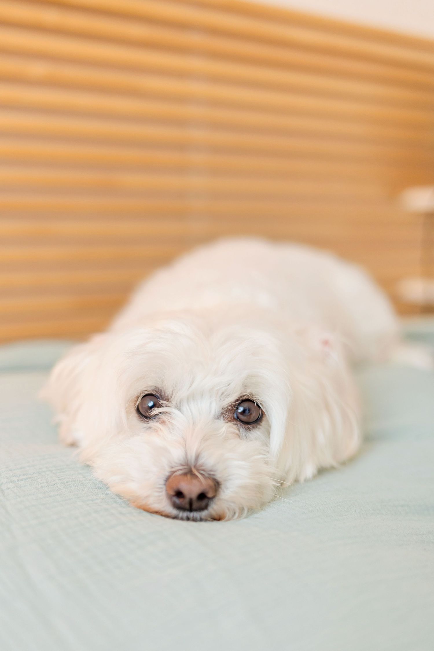 A white fluffy dog lying on mint green bedding with a sweet expression.