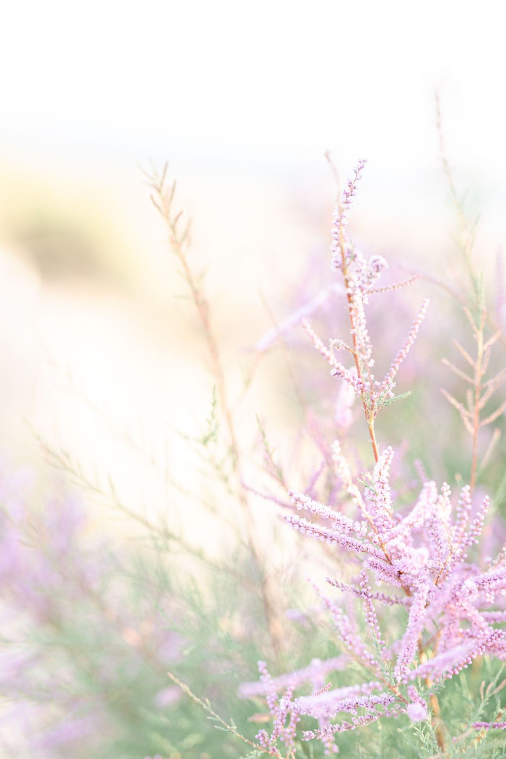Delicate purple wildflowers in soft focus creating a dreamy natural background.