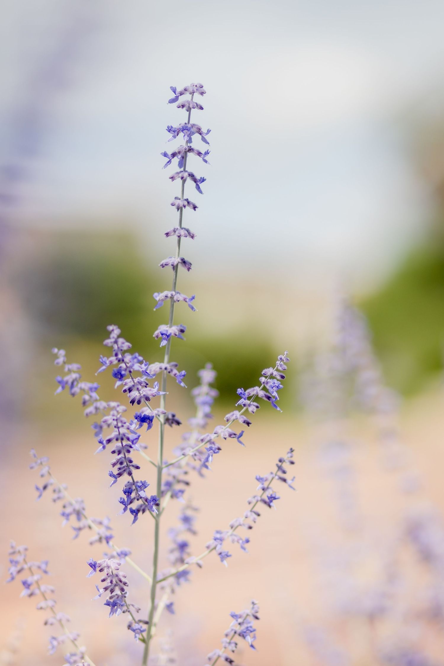 Close-up of delicate purple lavender flowers swaying in soft focus.