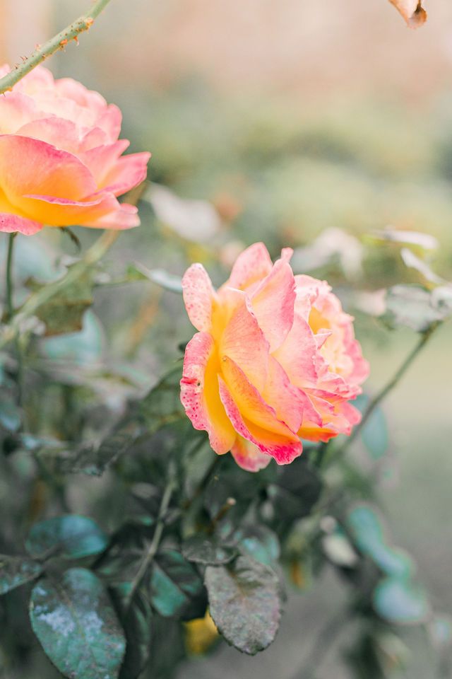 Delicate coral-colored roses with orange undertones bloom against a soft blurred background.