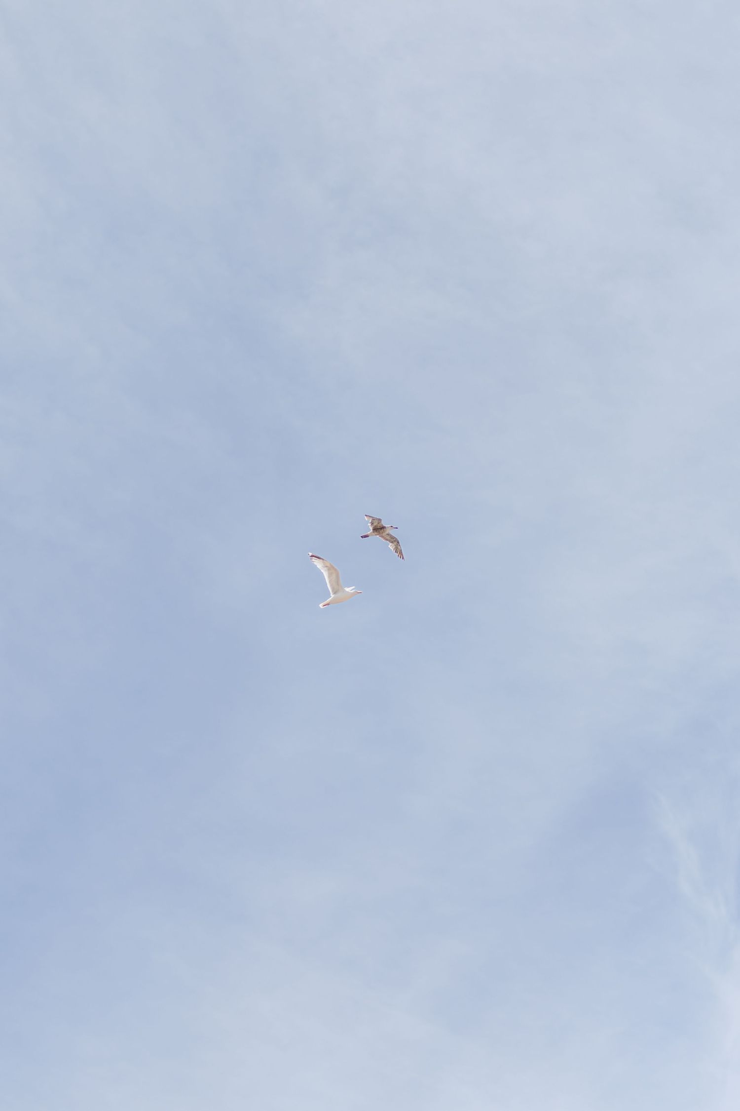 White seagulls soaring against a pale blue sky background.