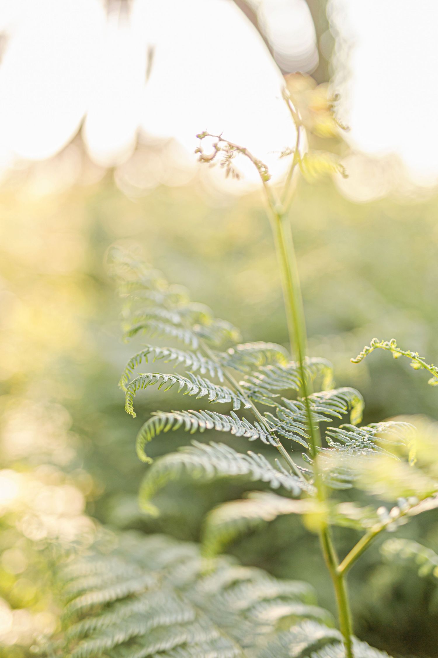Sunlit ferns create a natural, dreamy backdrop in a forest setting.