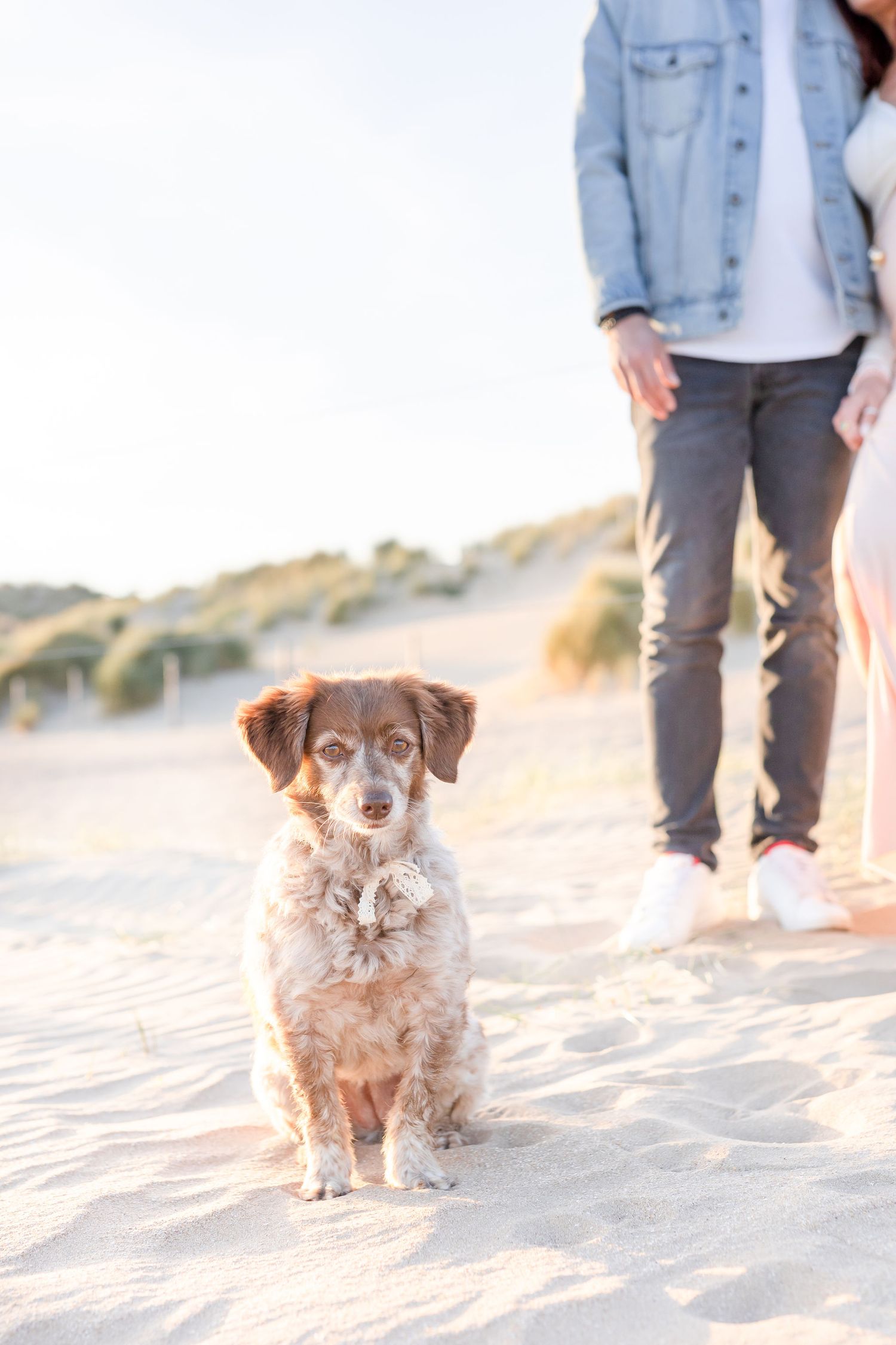 A fluffy brown dog walks on beach sand during a sunset photoshoot.