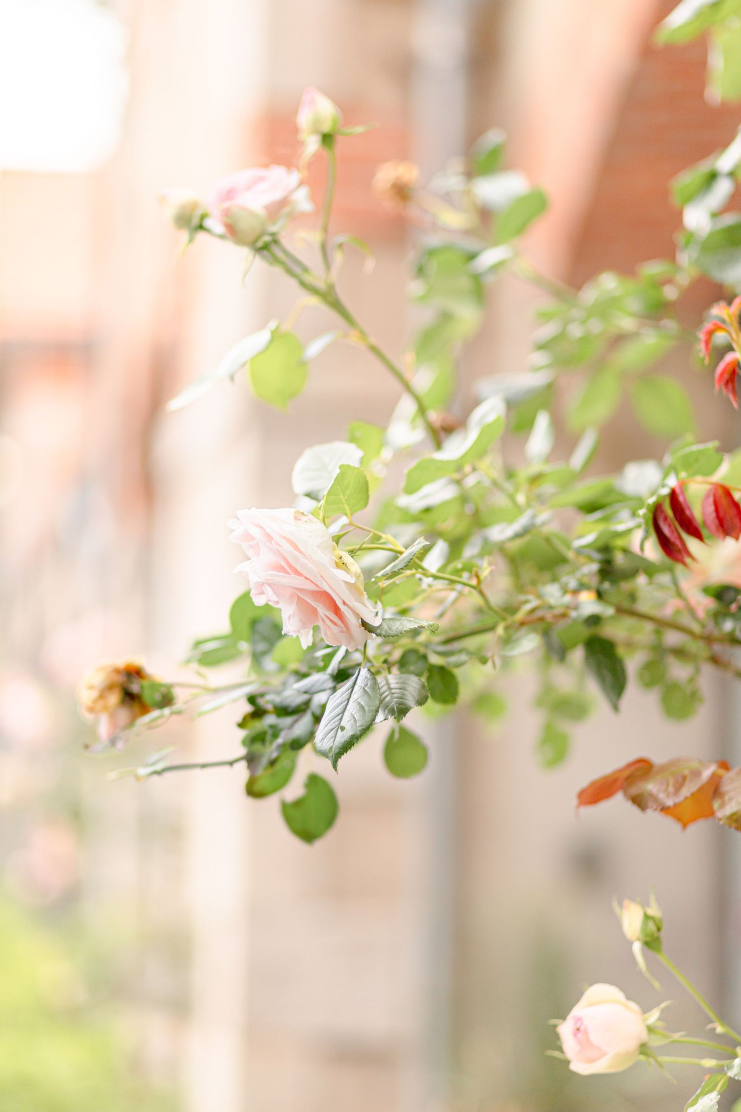 Delicate pink roses and green foliage against a soft blurred background.
