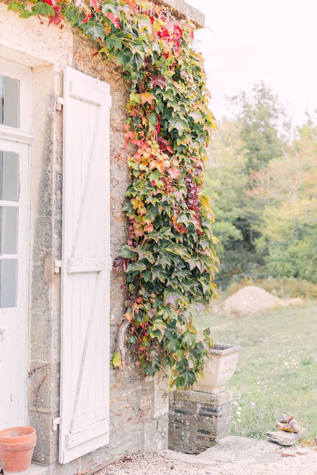 Rustic stone cottage wall with white shutters covered in vibrant red and green climbing vines.