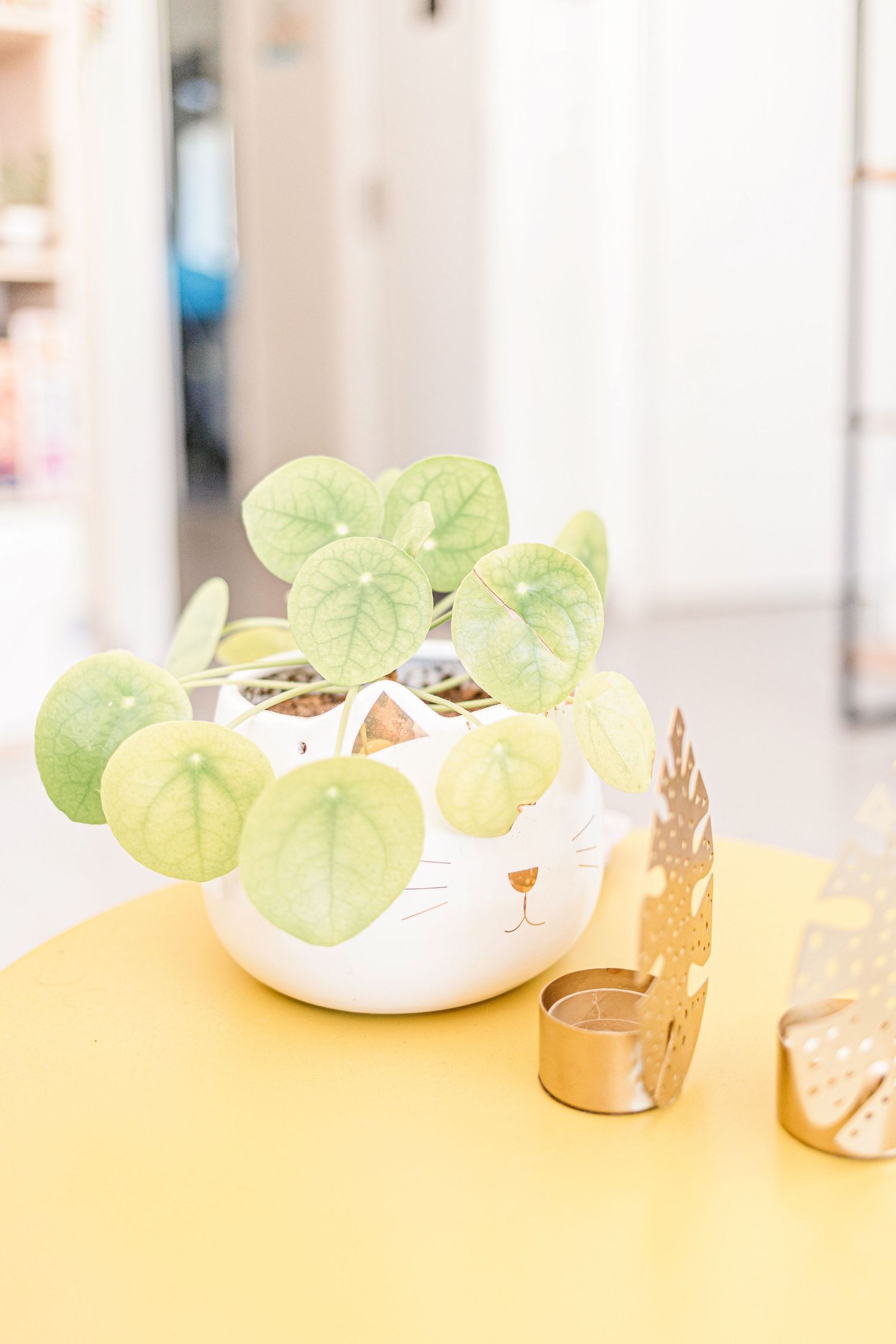 Potted plant with round light green leaves sits on yellow surface next to small metallic candle holders.