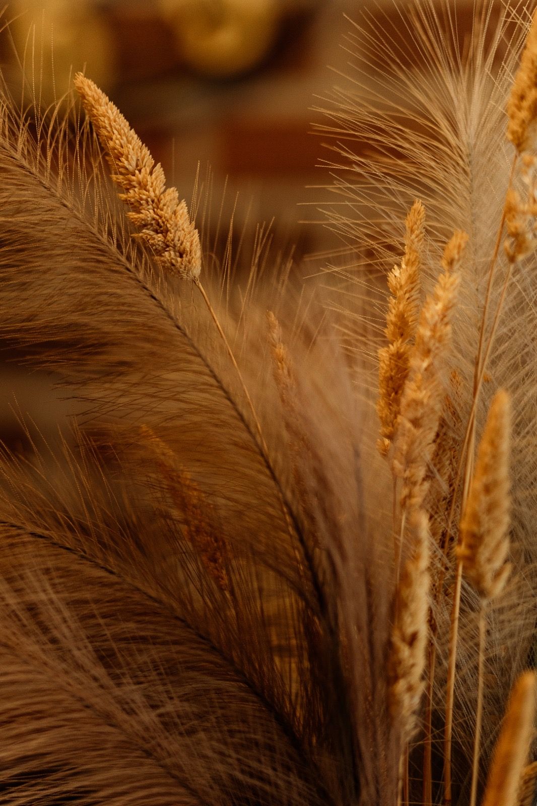 Artistic macro shot of golden pampas grass and wheat stalks in warm lighting.