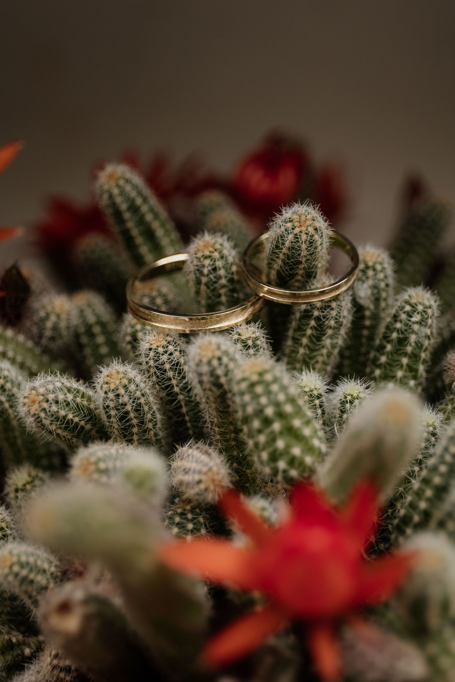 Wedding rings artistically placed among desert cacti and red flowers.