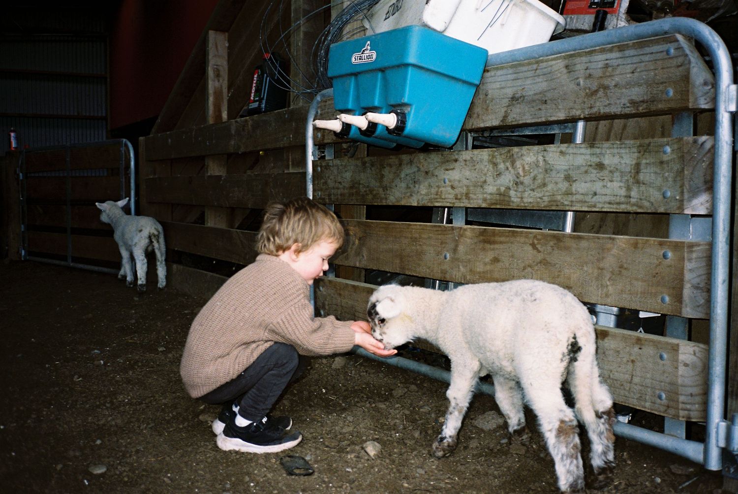 A person lies on the floor bonding with a white Great Pyrenees dog in what appears to be a barn setting.