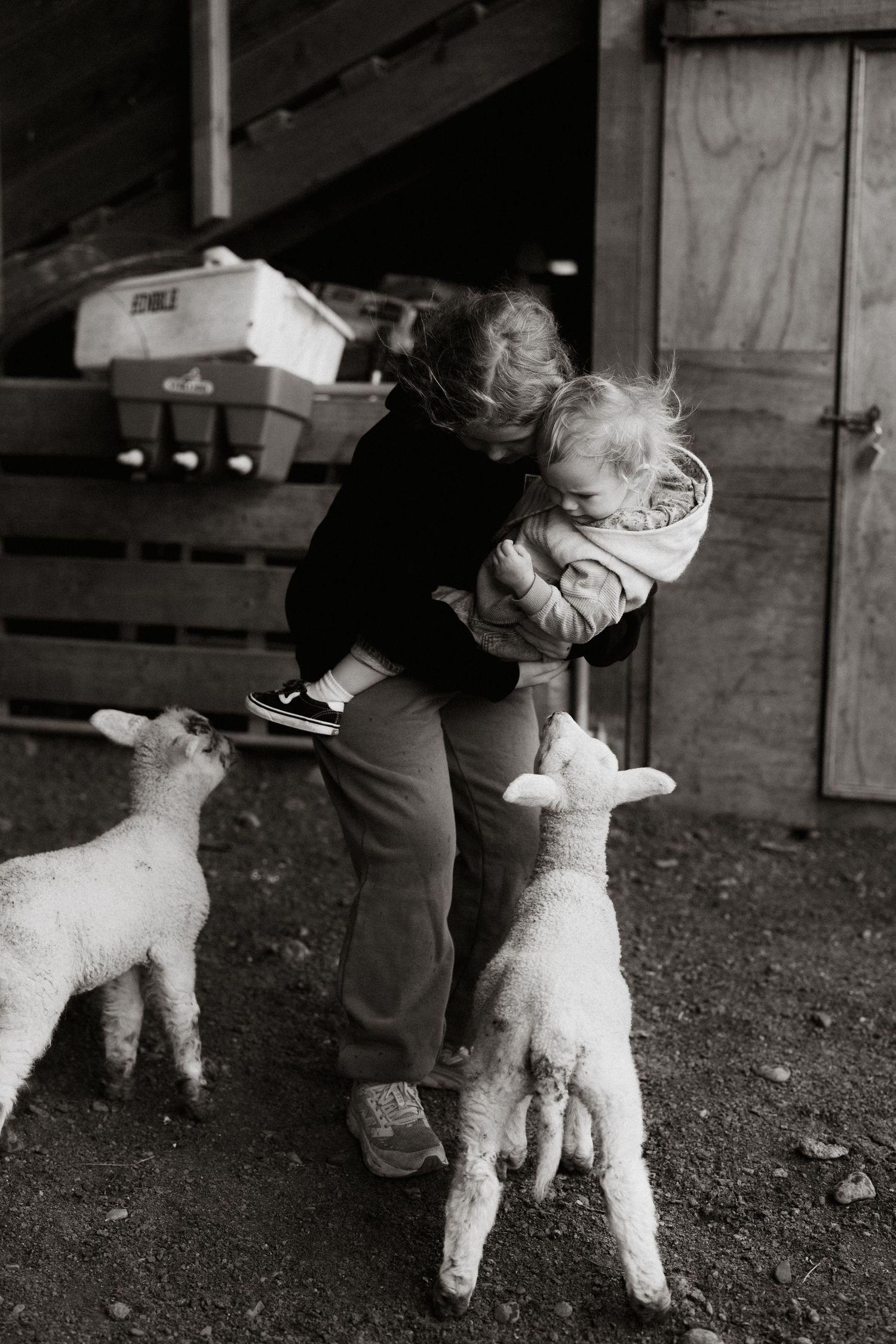 Series of four black and white photos shows sheep being sheared with manual clippers in a rustic barn setting.