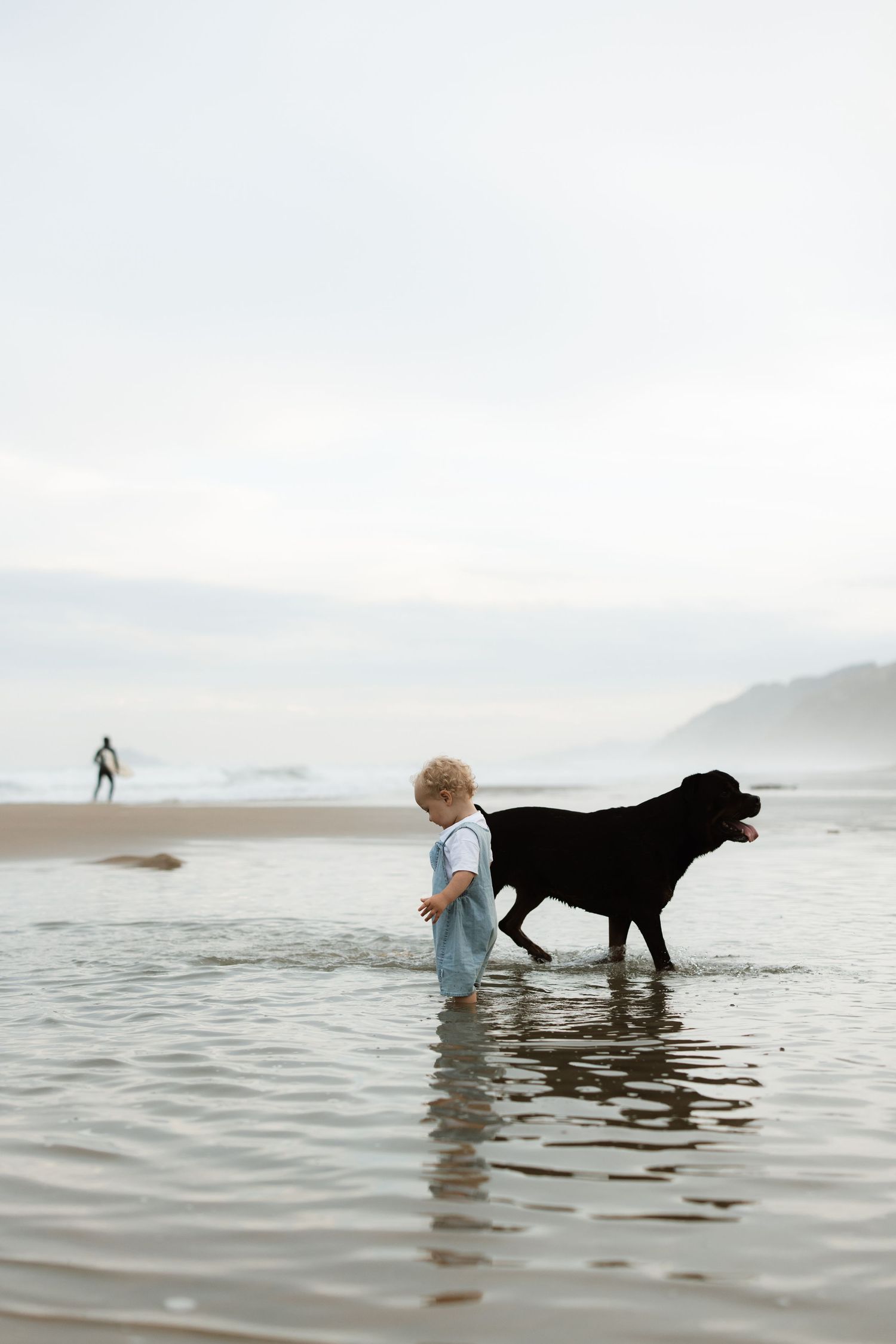 Black dog and person playing fetch in the ocean waves during a misty beach day.