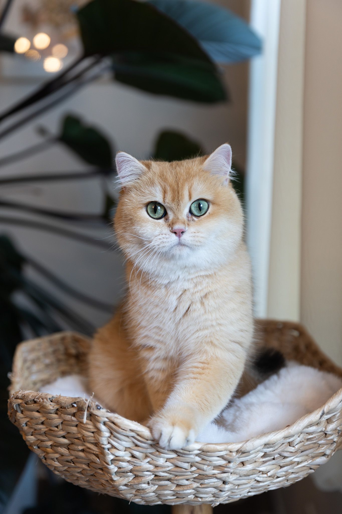 A fluffy golden British Shorthair cat with green eyes sits in a woven basket on a cat tree indoors.