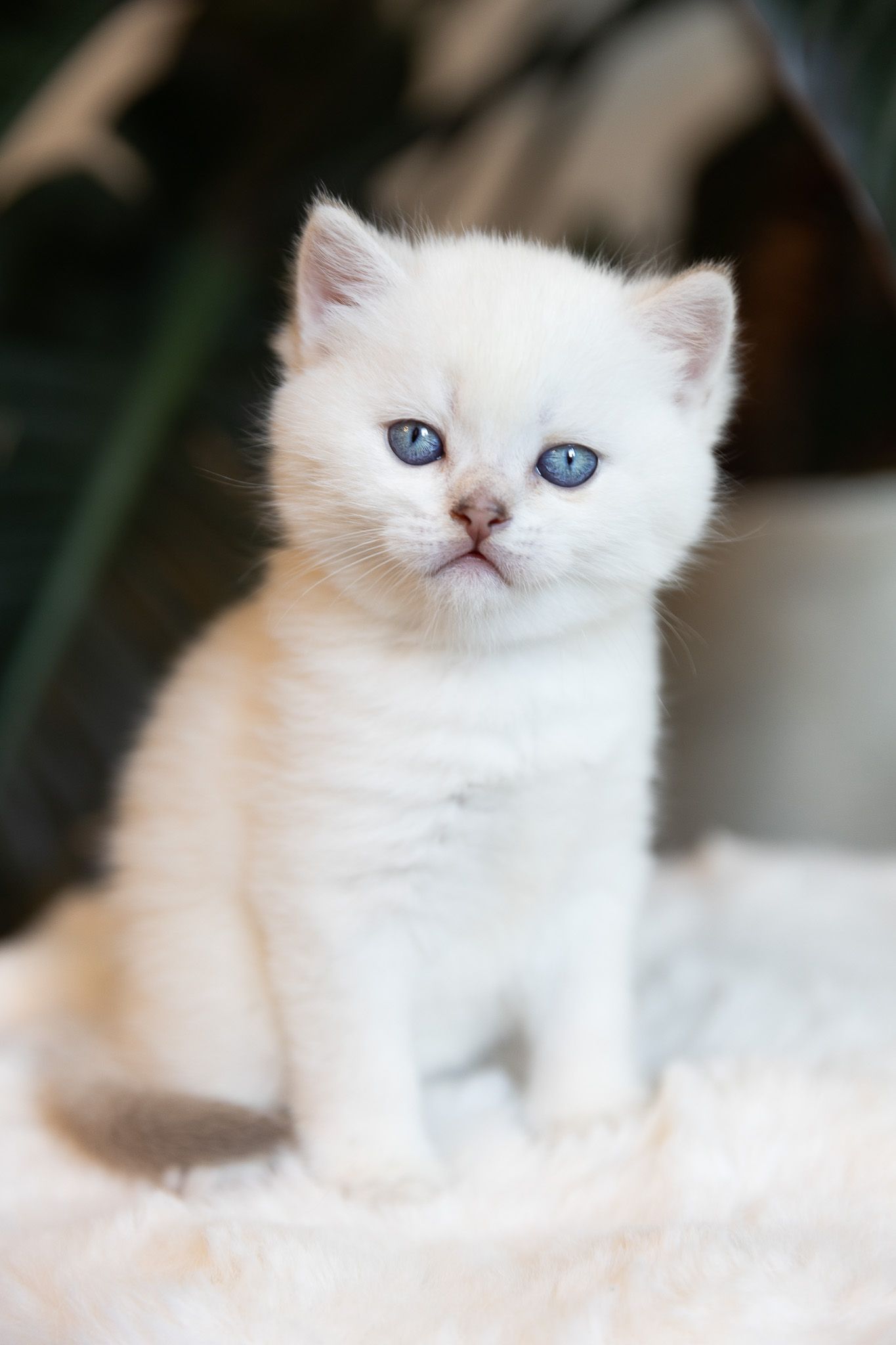 Adorable white British Shorthair kitten with blue eyes sitting on a fluffy surface with green plants in background.