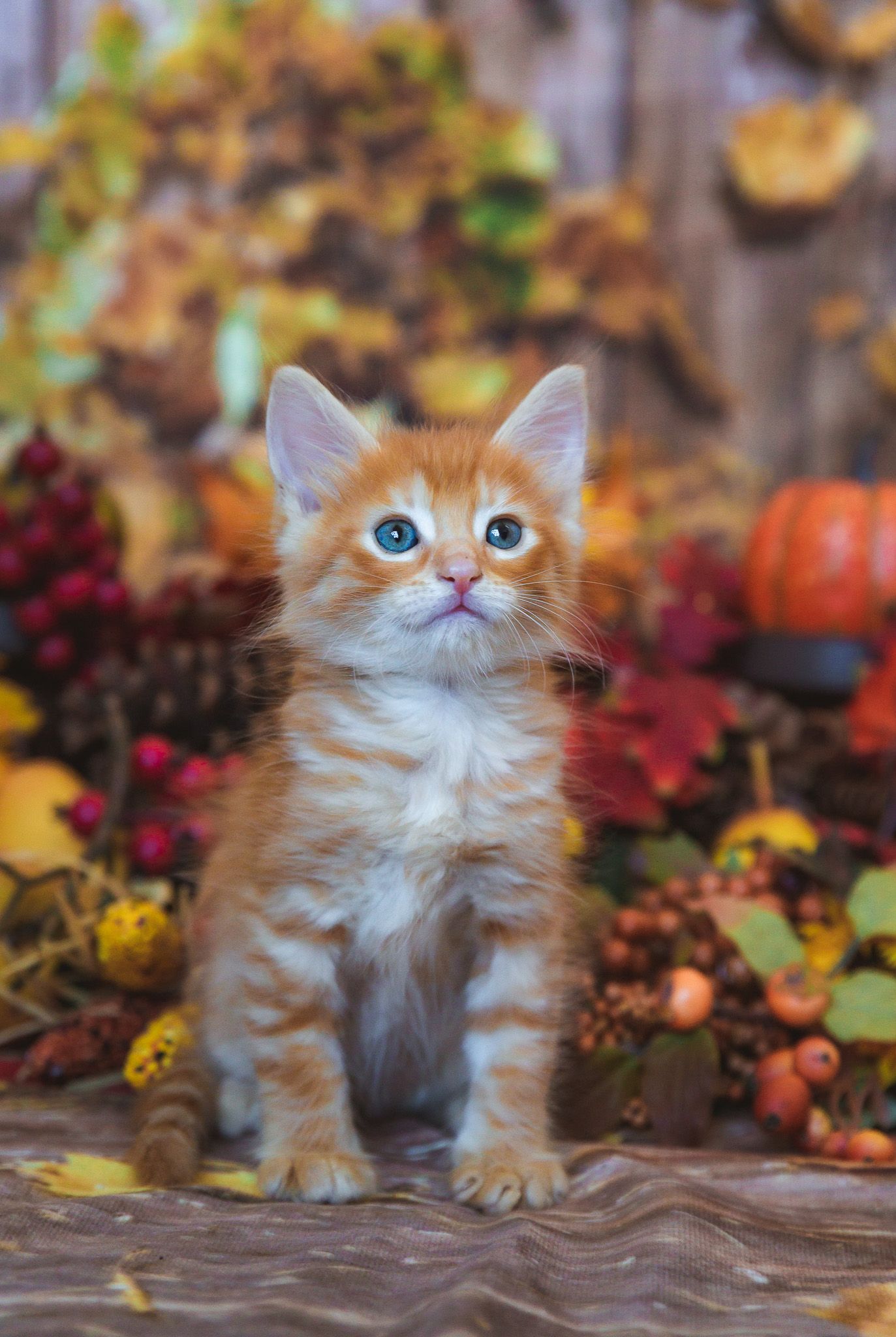 A ginger kitten with blue eyes sits among autumn leaves and pumpkins.
