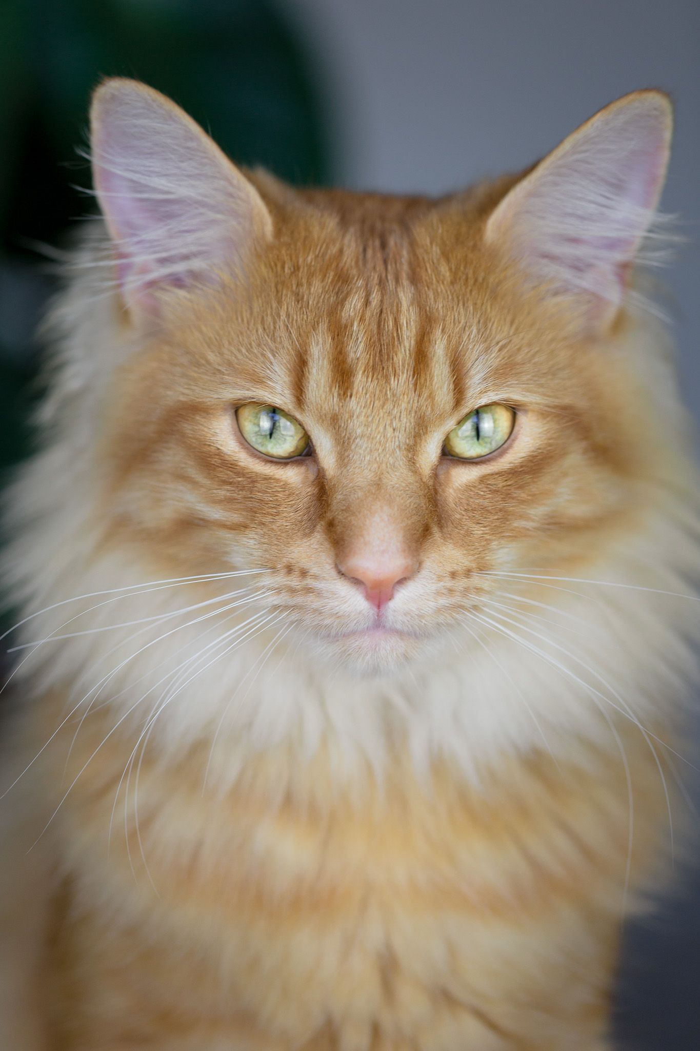 Series of close-up shots showing a ginger Maine Coon cat with striking green eyes.
