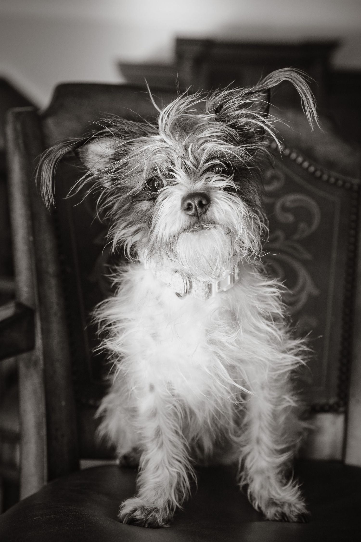 A scruffy terrier mix with messy fur poses on a dark leather chair in black and white.