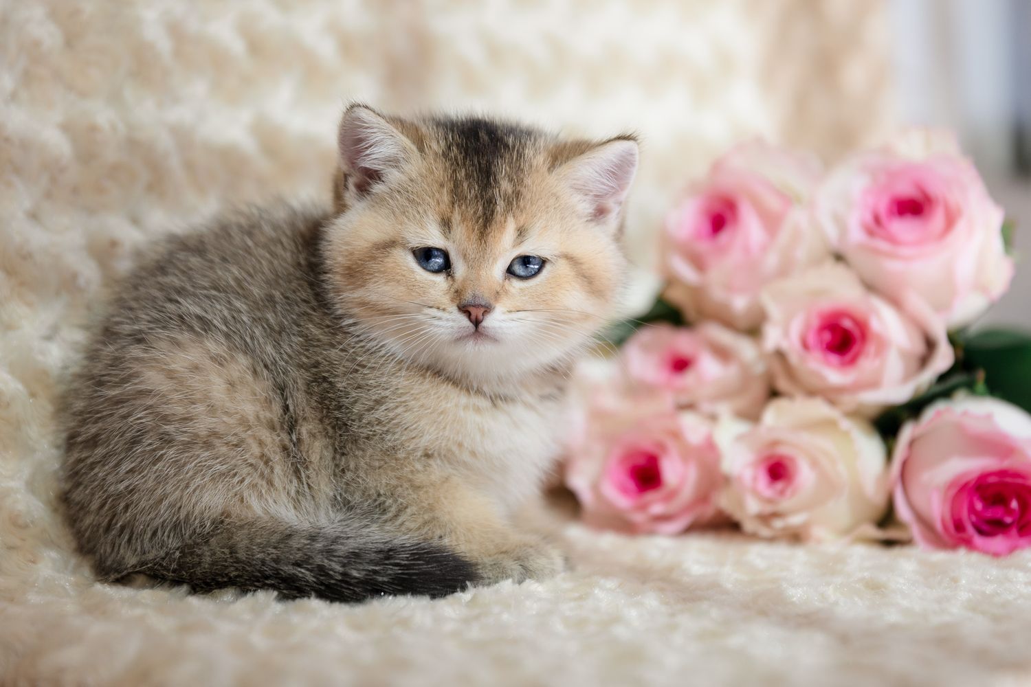 A fluffy tabby kitten sits beside a bouquet of pink roses on a soft white blanket.